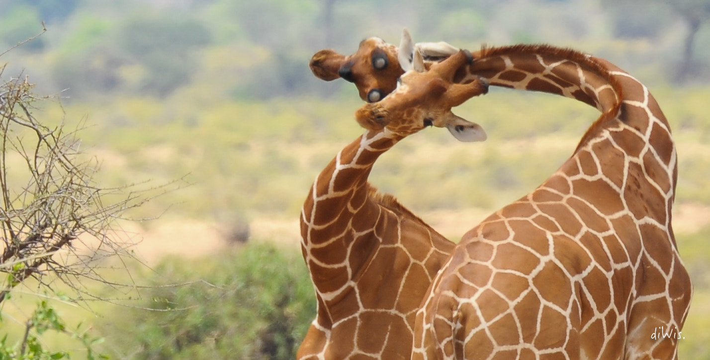 Sigma 150-600mm F5-6.3 DG OS HSM | S sample photo. Fight photography