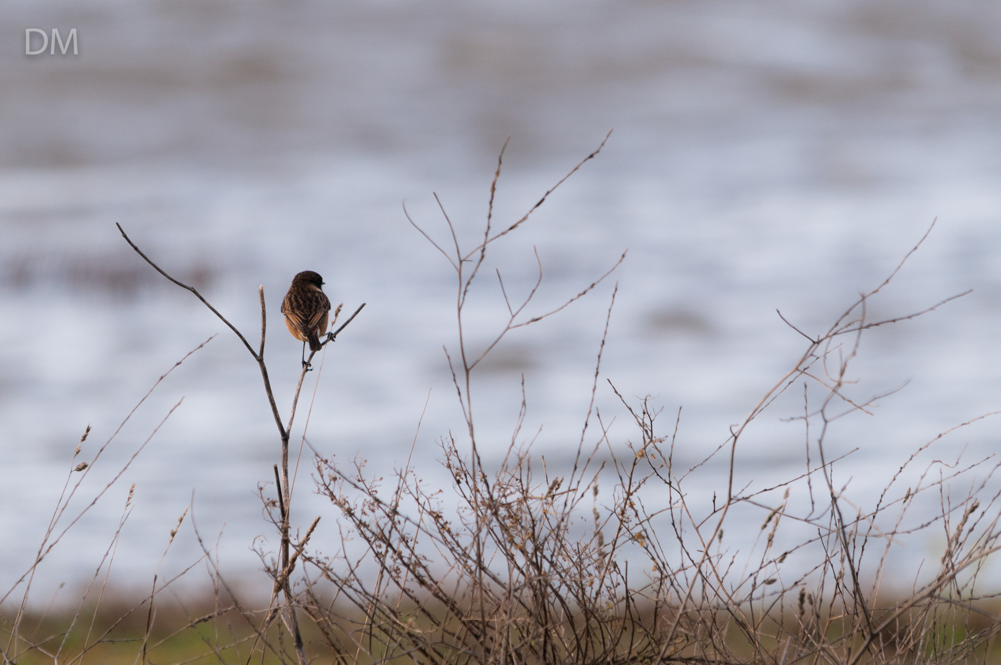 Sigma 150-500mm F5-6.3 DG OS HSM sample photo. Resting photography