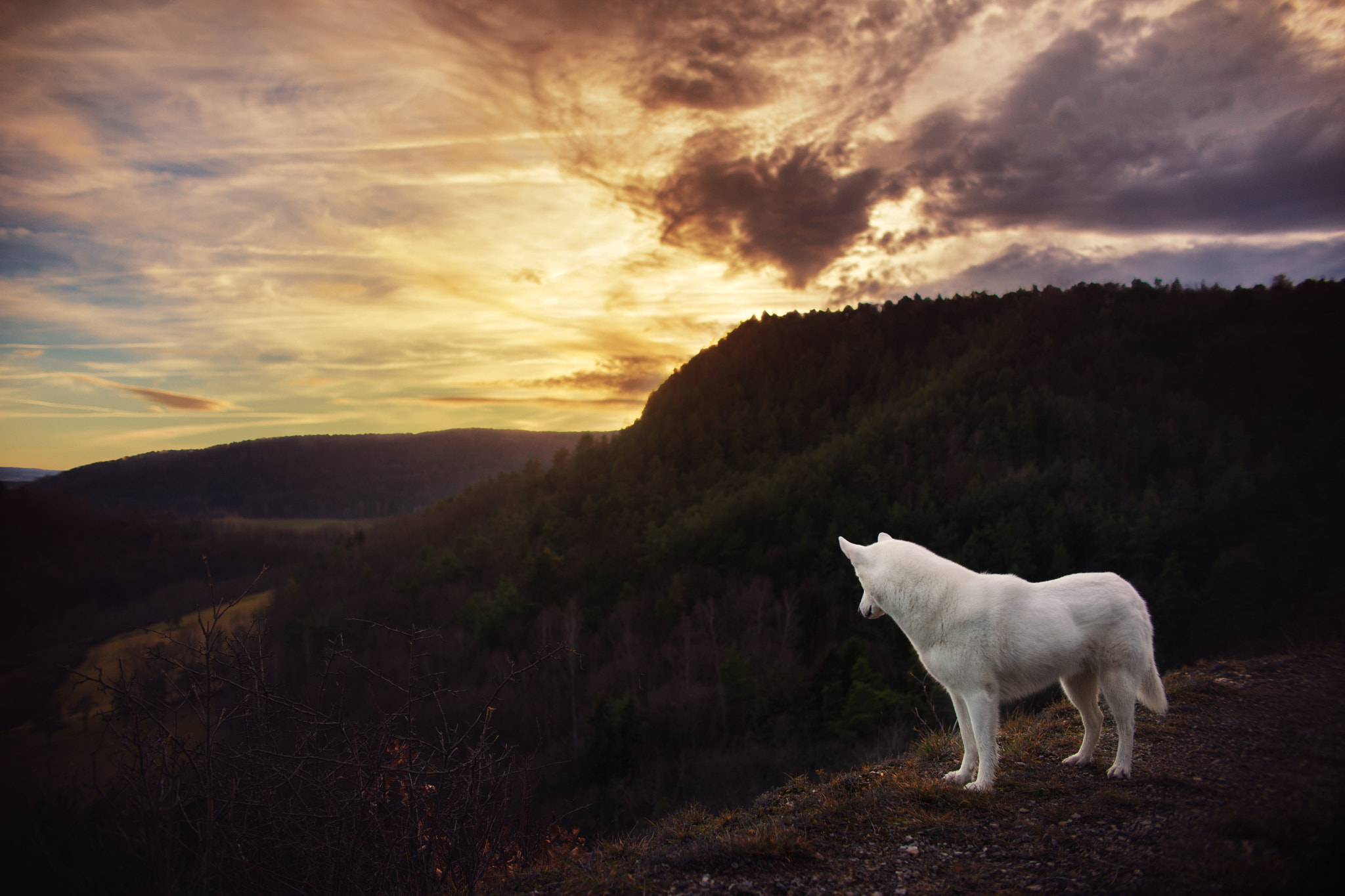 Canon EOS 5D Mark II + Sigma 30mm F1.4 EX DC HSM sample photo. Lonely wolf photography