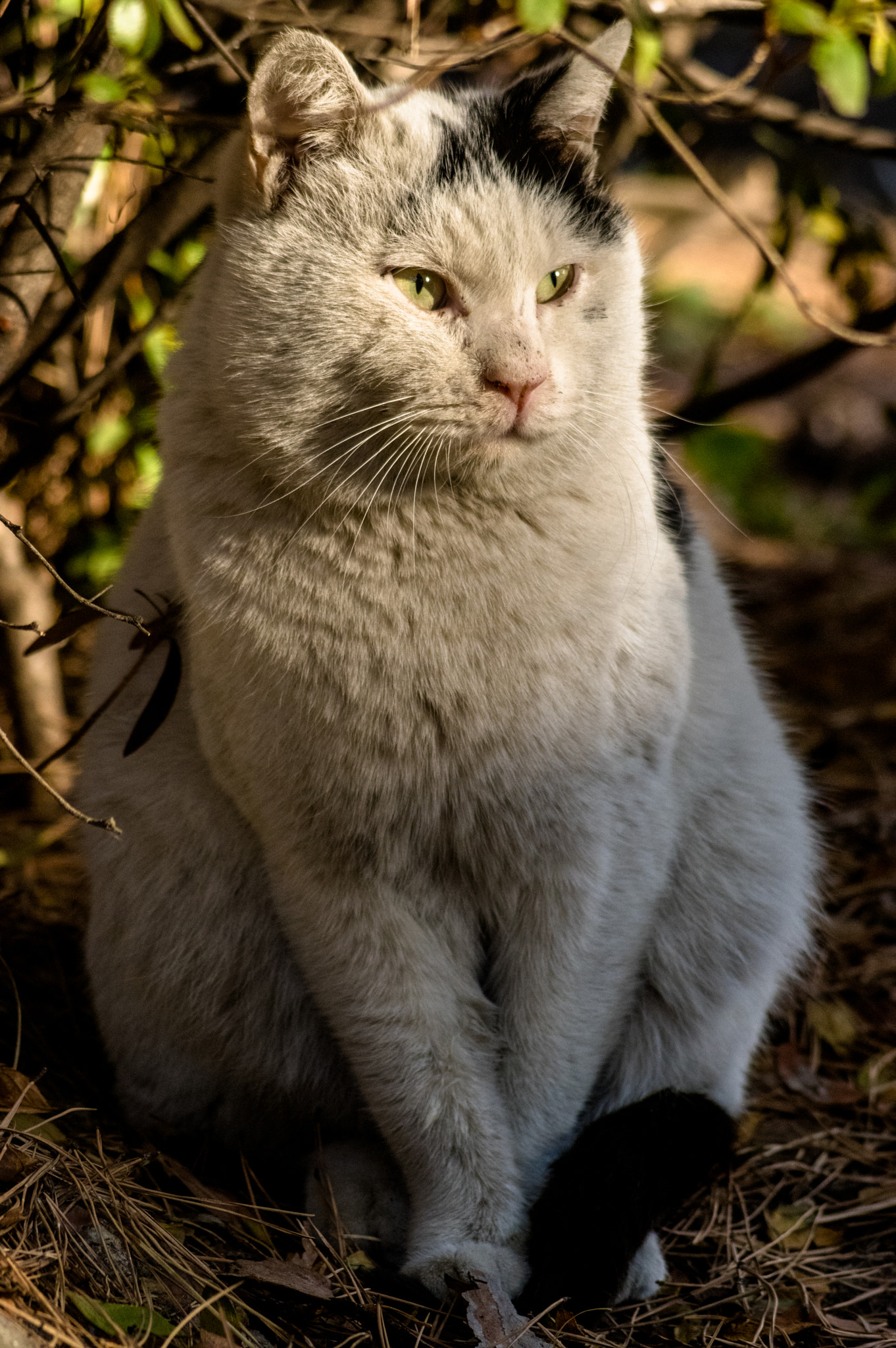 Pentax K-3 + smc PENTAX-F 70-210mm F4-5.6 sample photo. Stray cat photography