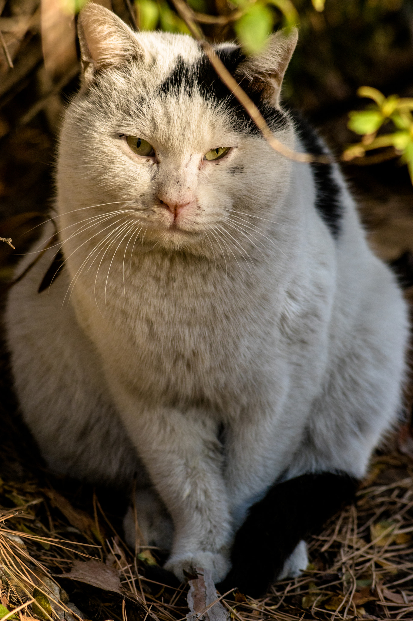 Pentax K-3 + smc PENTAX-F 70-210mm F4-5.6 sample photo. Stray cat photography