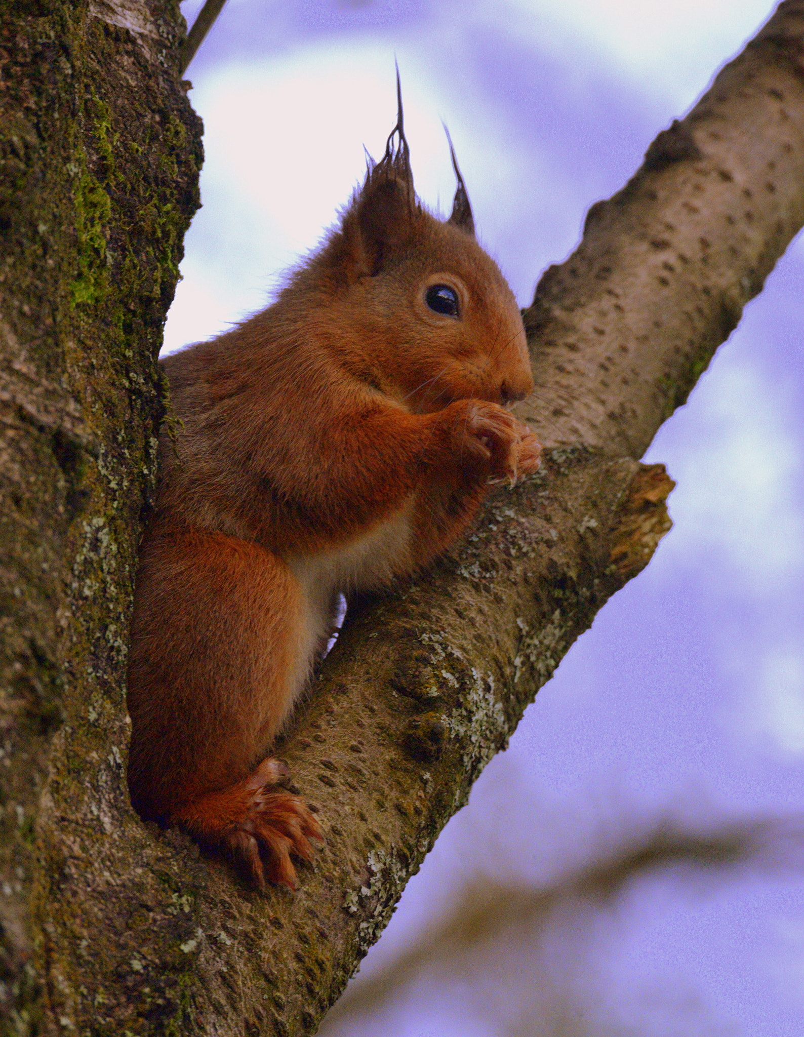Sigma 150-600mm F5-6.3 DG OS HSM | S sample photo. Red squirrel photography