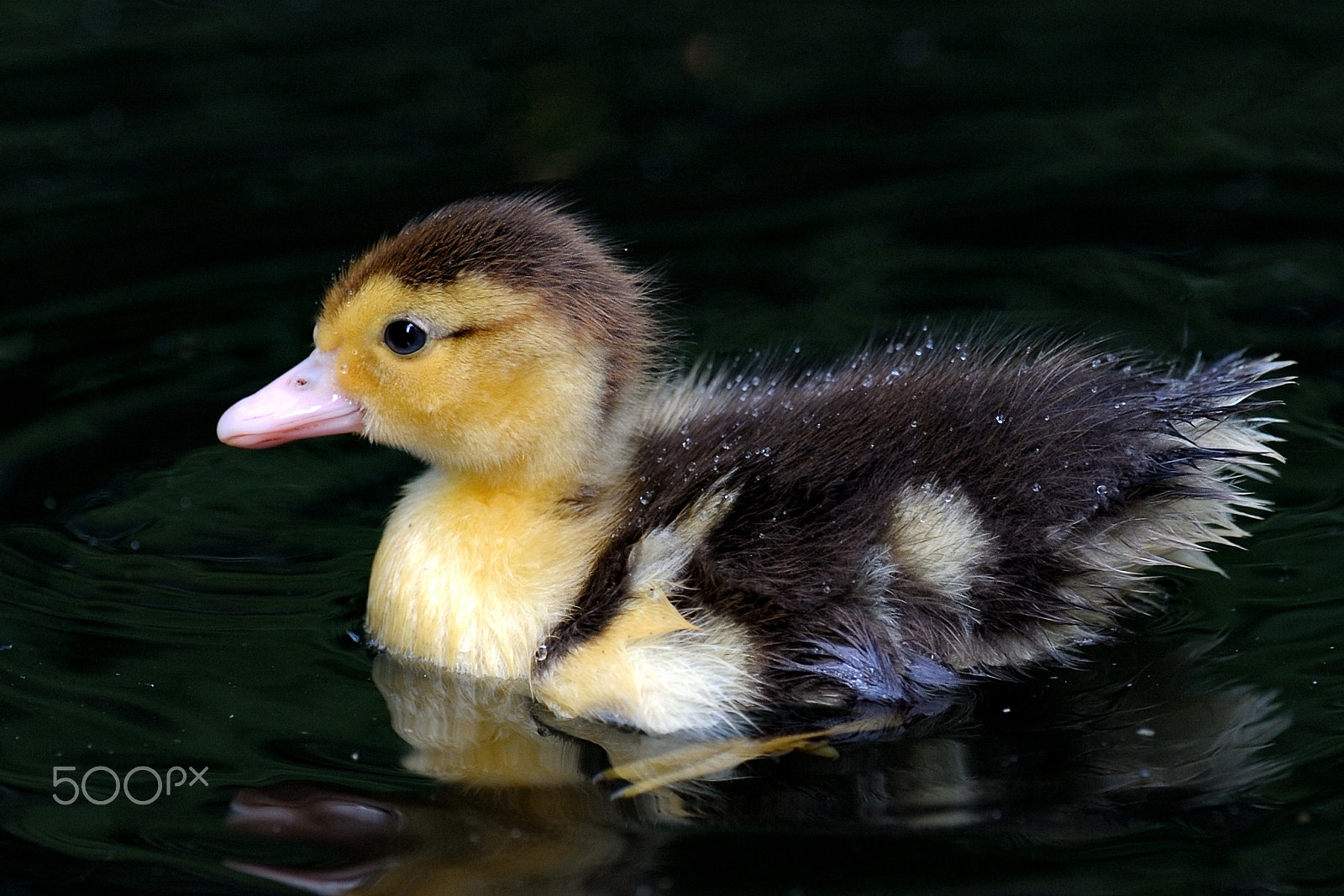 Nikon AF-S Nikkor 300mm F2.8G ED VR II sample photo. Duck chick swimming photography