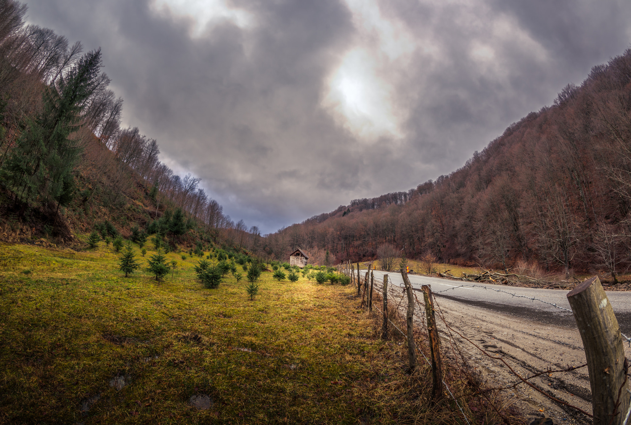 Nikon D810 + Samyang 12mm F2.8 ED AS NCS Fisheye sample photo. Forest road photography