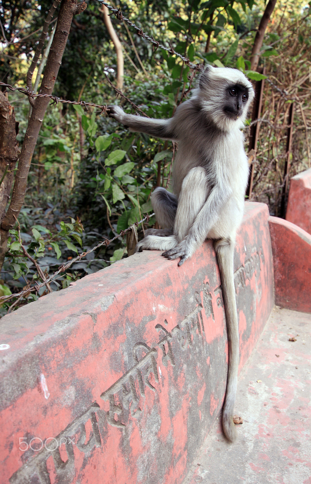 Sigma 10-20mm F3.5 EX DC HSM sample photo. Monkey photography