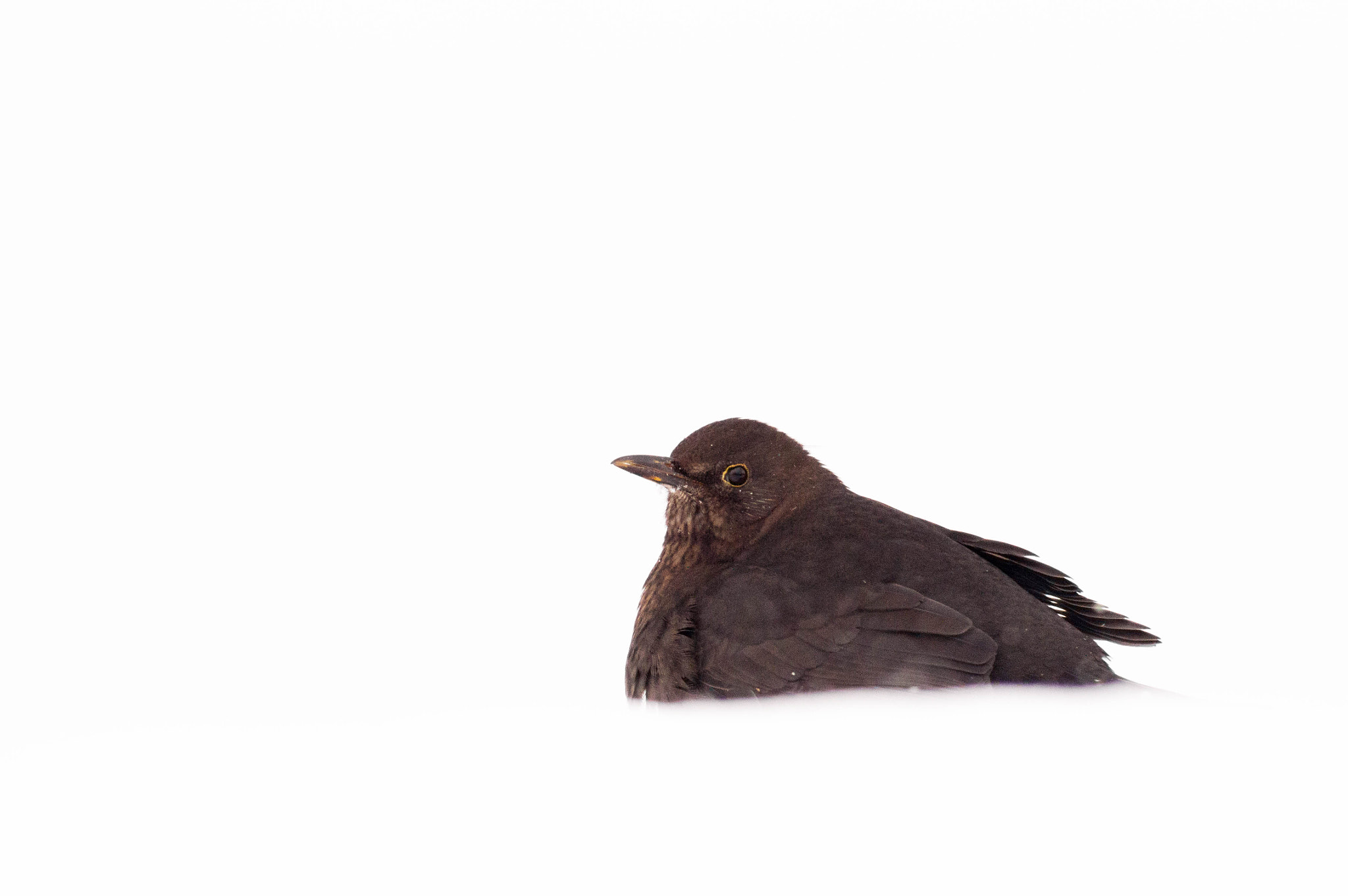 Tokina AT-X 304 AF (AF 300mm f/4.0) sample photo. Blackbird in the snow photography