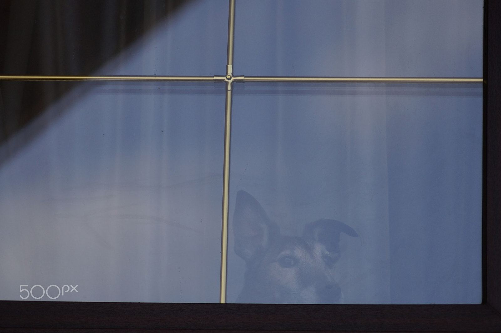 Sony DT 55-200mm F4-5.6 SAM sample photo. Dog in a window photography