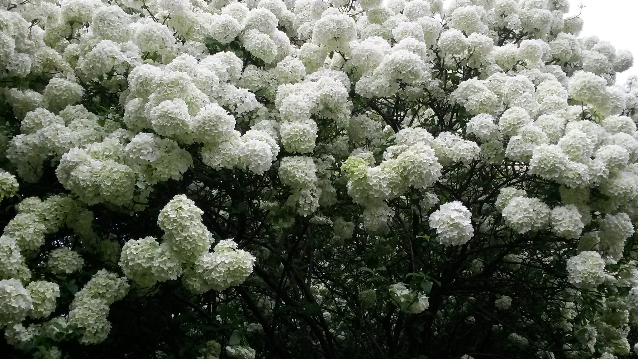 Samsung Galaxy Mega 6.3 sample photo. “棉花糖” photography