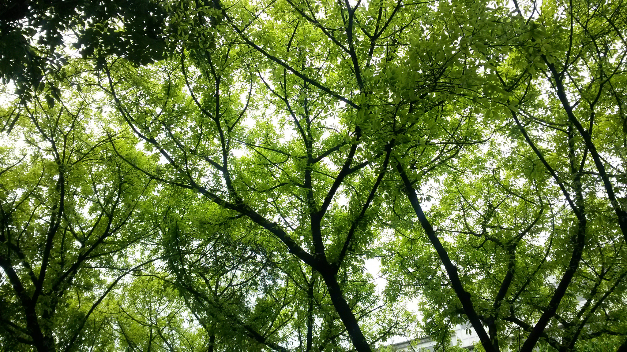 Samsung Galaxy Mega 6.3 sample photo