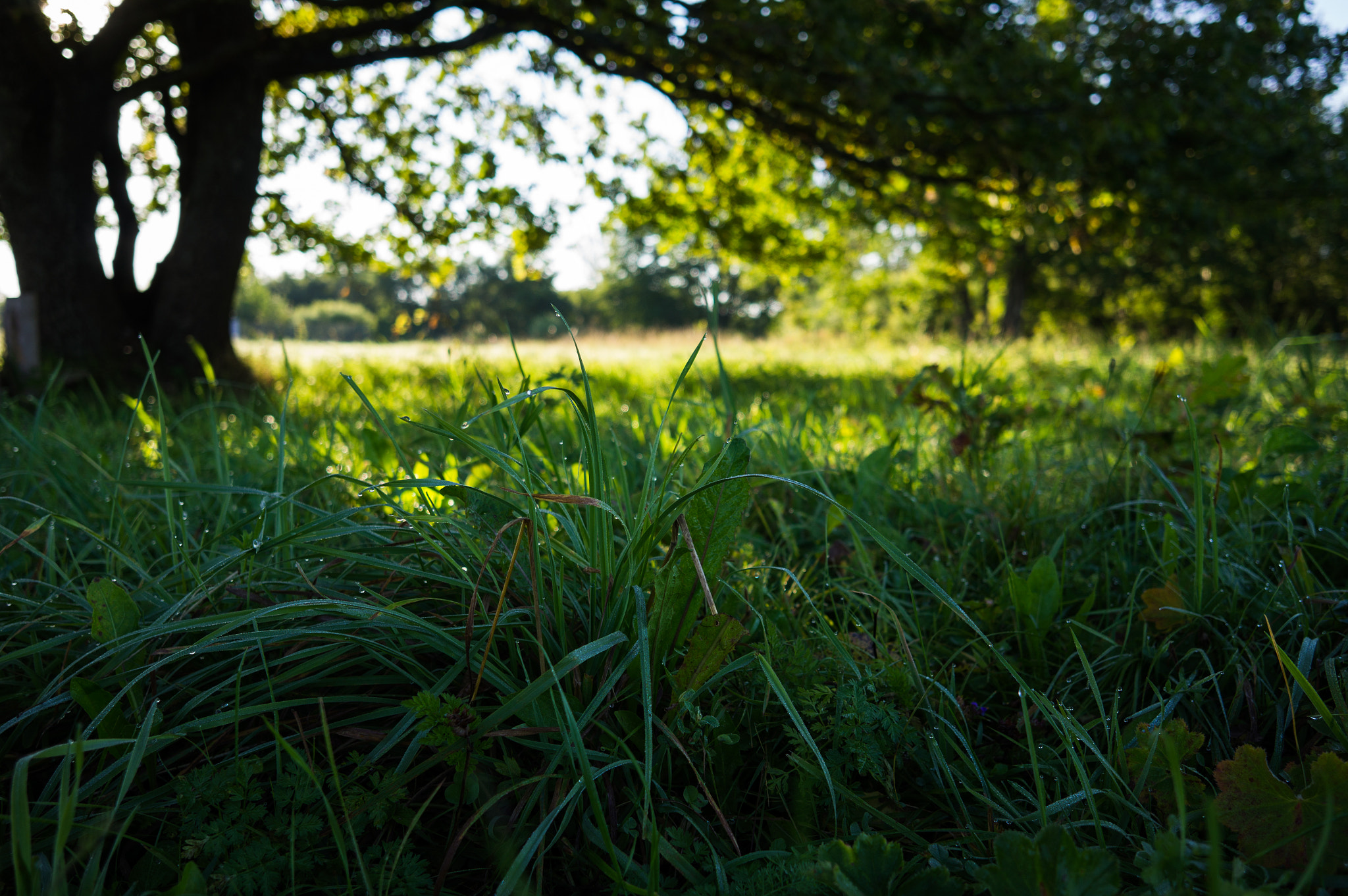 Sony Alpha NEX-5N + Sigma 19mm F2.8 EX DN sample photo. Morning grass. photography