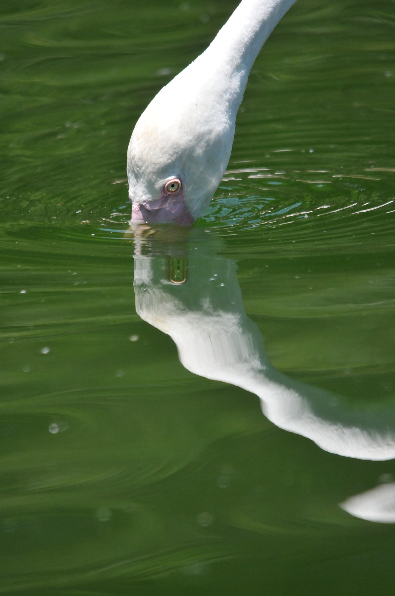 Sigma 150-500mm F5-6.3 DG OS HSM sample photo. Confidential talk photography