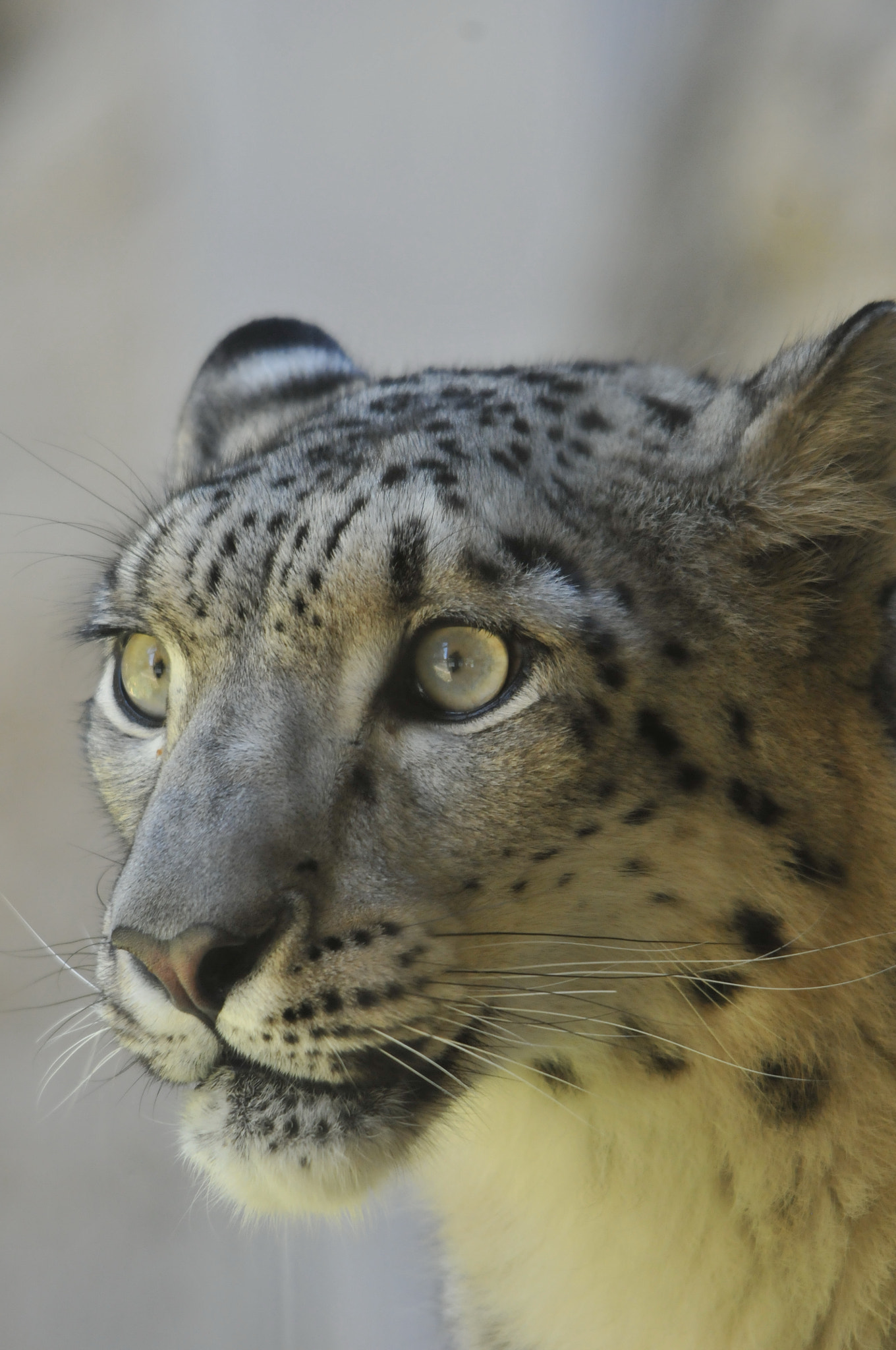 Sigma 150-500mm F5-6.3 DG OS HSM sample photo. Kabuki photography