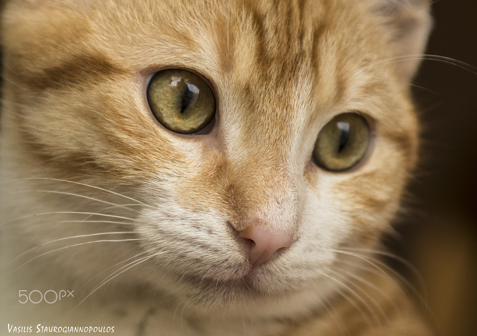 Nikon D7200 + Sigma 24-70mm F2.8 EX DG Macro sample photo. Portrait of my cat photography