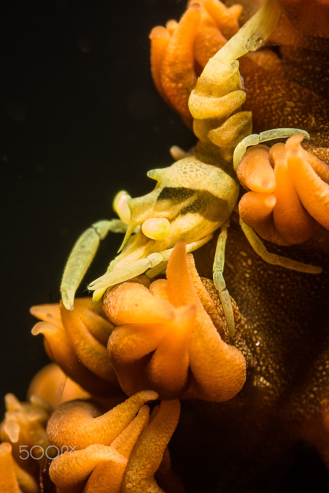 Nikon D70s + Nikon AF Micro-Nikkor 60mm F2.8D sample photo. Zanzibar whip coral shrimp photography