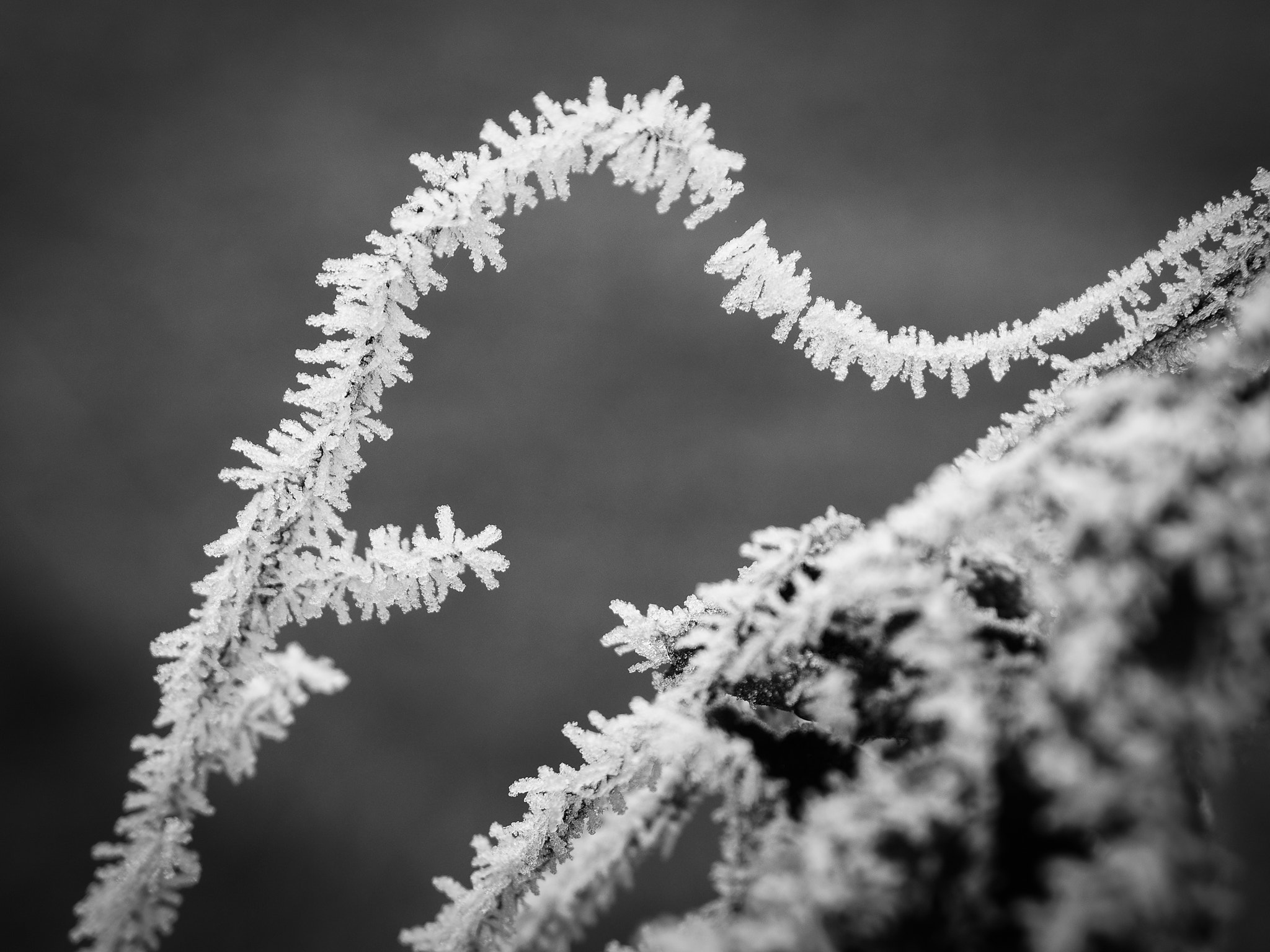 Olympus Zuiko Digital ED 12-60mm F2.8-4.0 SWD sample photo. Erster frost photography