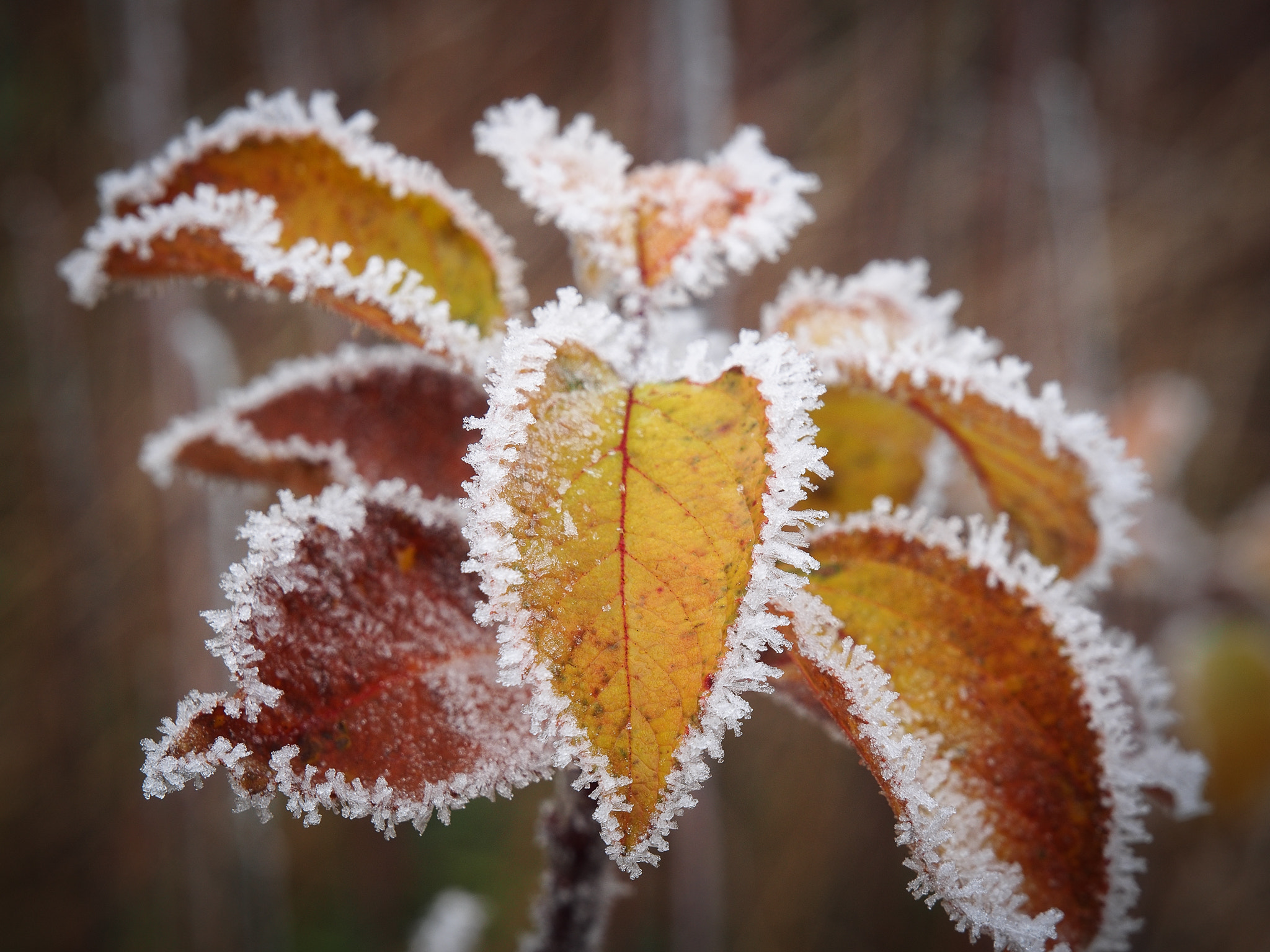Olympus Zuiko Digital ED 12-60mm F2.8-4.0 SWD sample photo. Erster frost1 photography