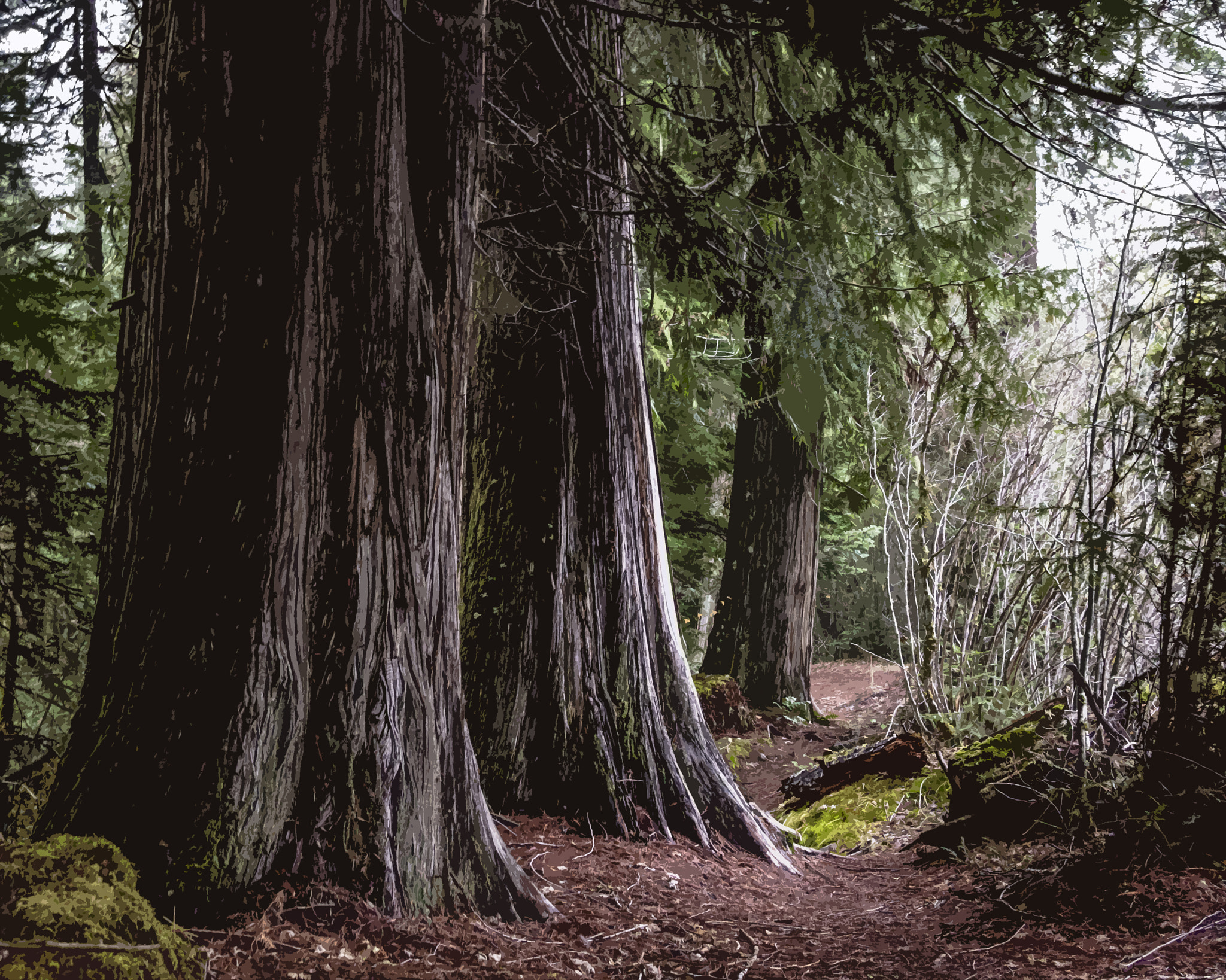 Olympus PEN E-PL3 + Panasonic Lumix G 20mm F1.7 ASPH sample photo. Magical forest photography