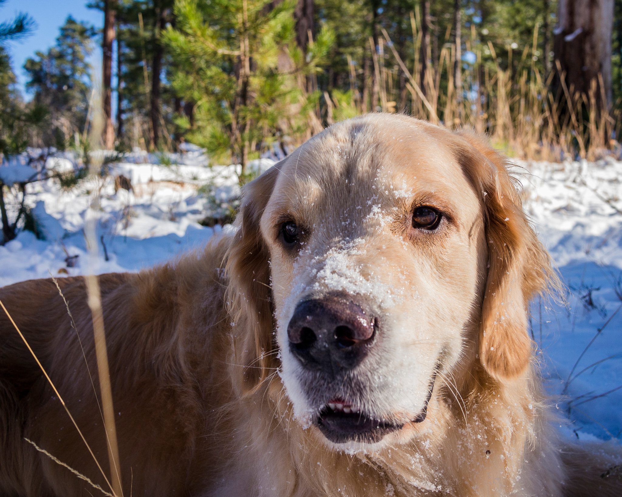 Olympus PEN E-PL3 + Panasonic Lumix G 20mm F1.7 ASPH sample photo. Snow golden photography