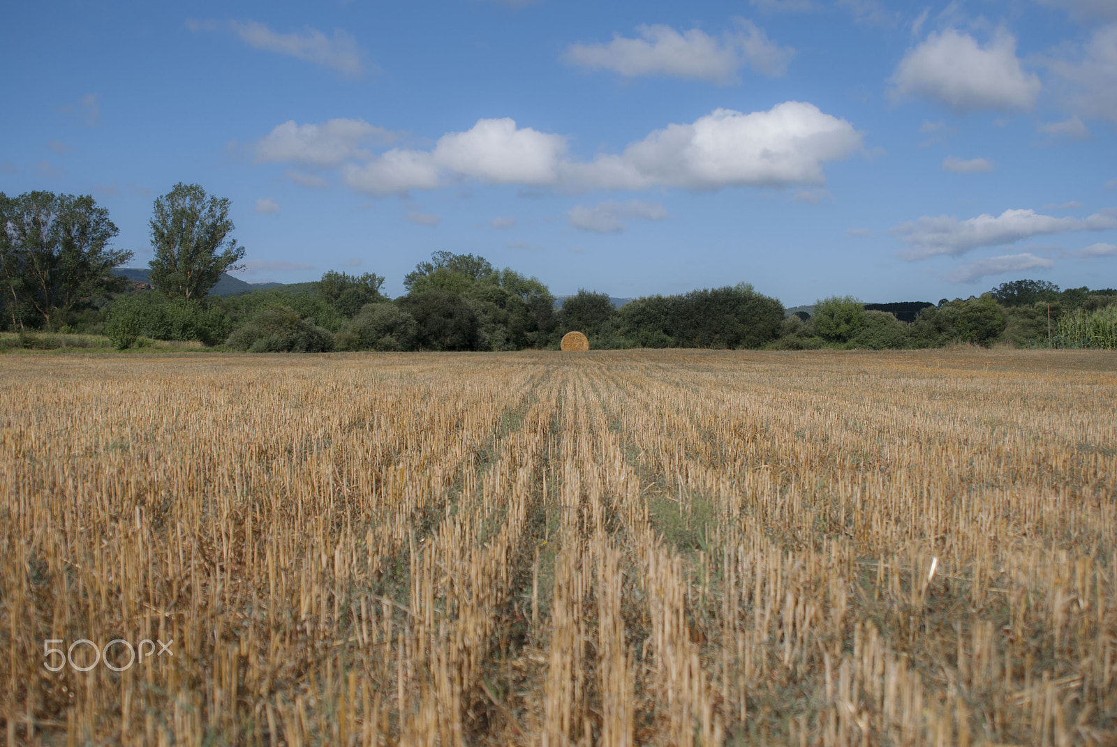 Sigma 24-70mm F2.8 EX DG HSM sample photo. Endless field.jpg photography