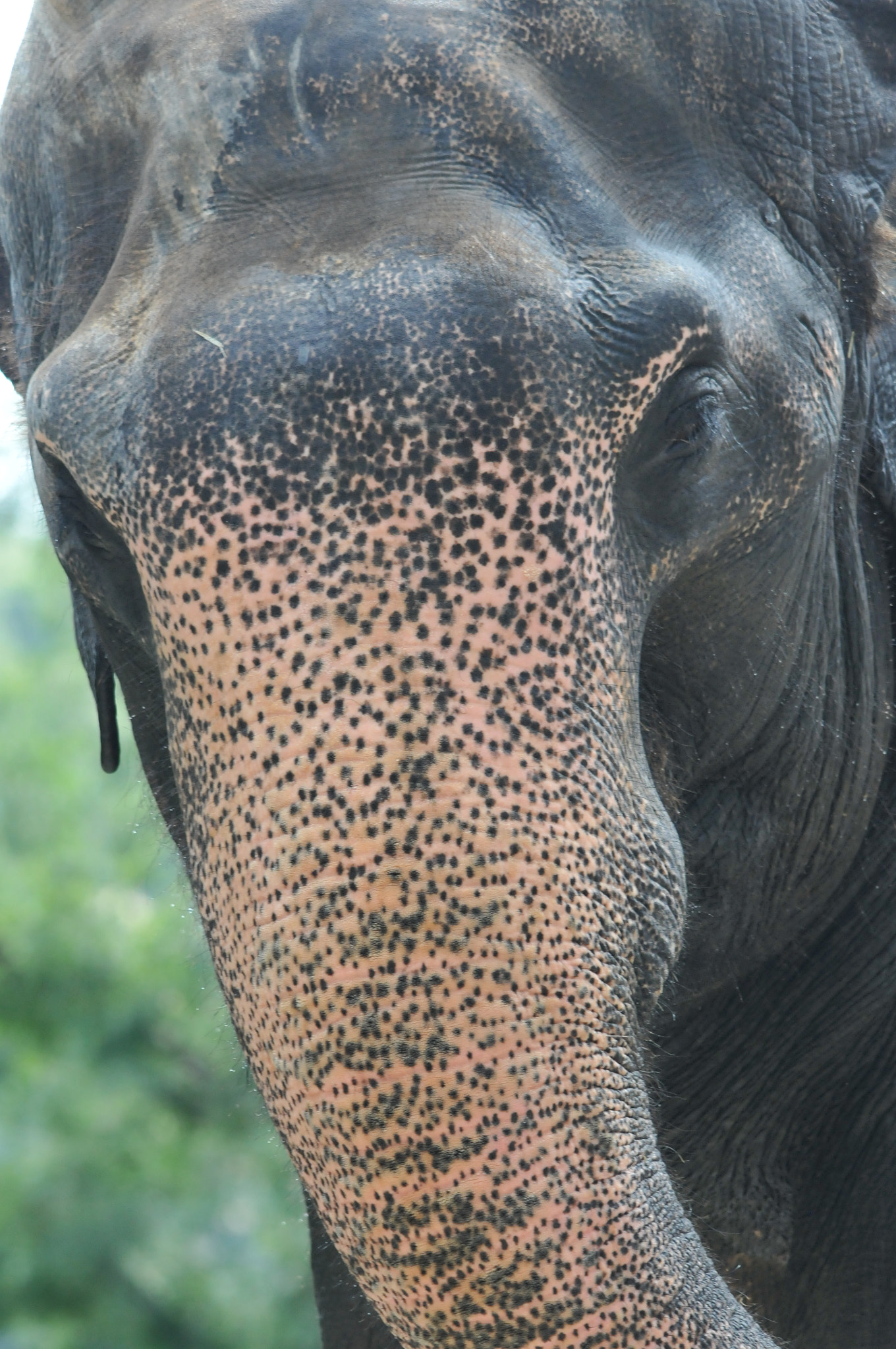 Sigma 150-500mm F5-6.3 DG OS HSM sample photo. Nose photography