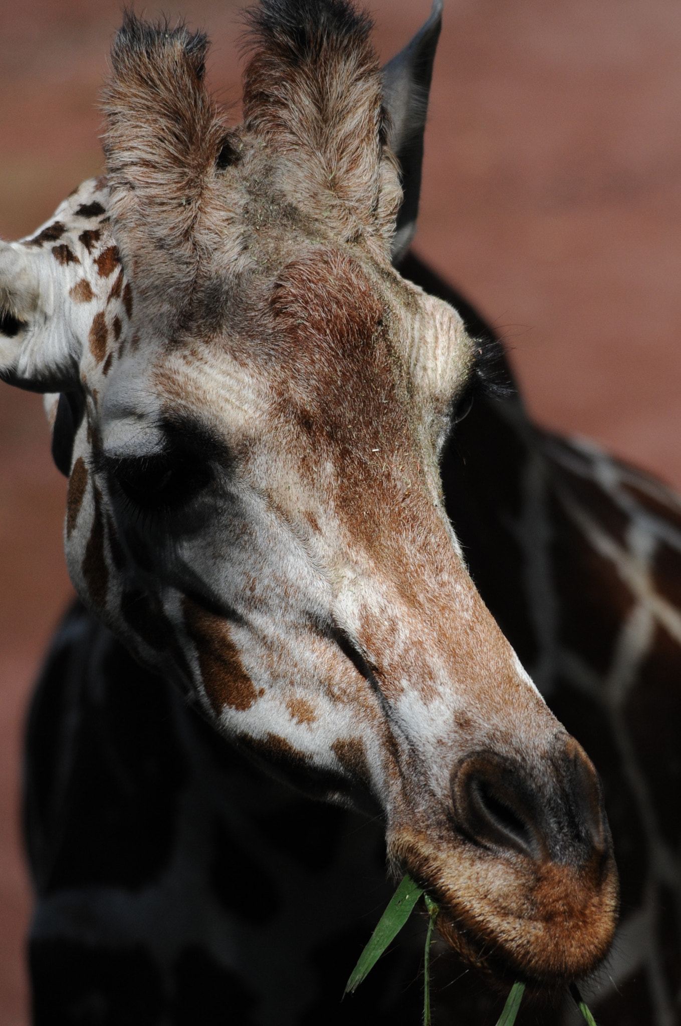 Sigma 150-500mm F5-6.3 DG OS HSM sample photo. Delicious photography