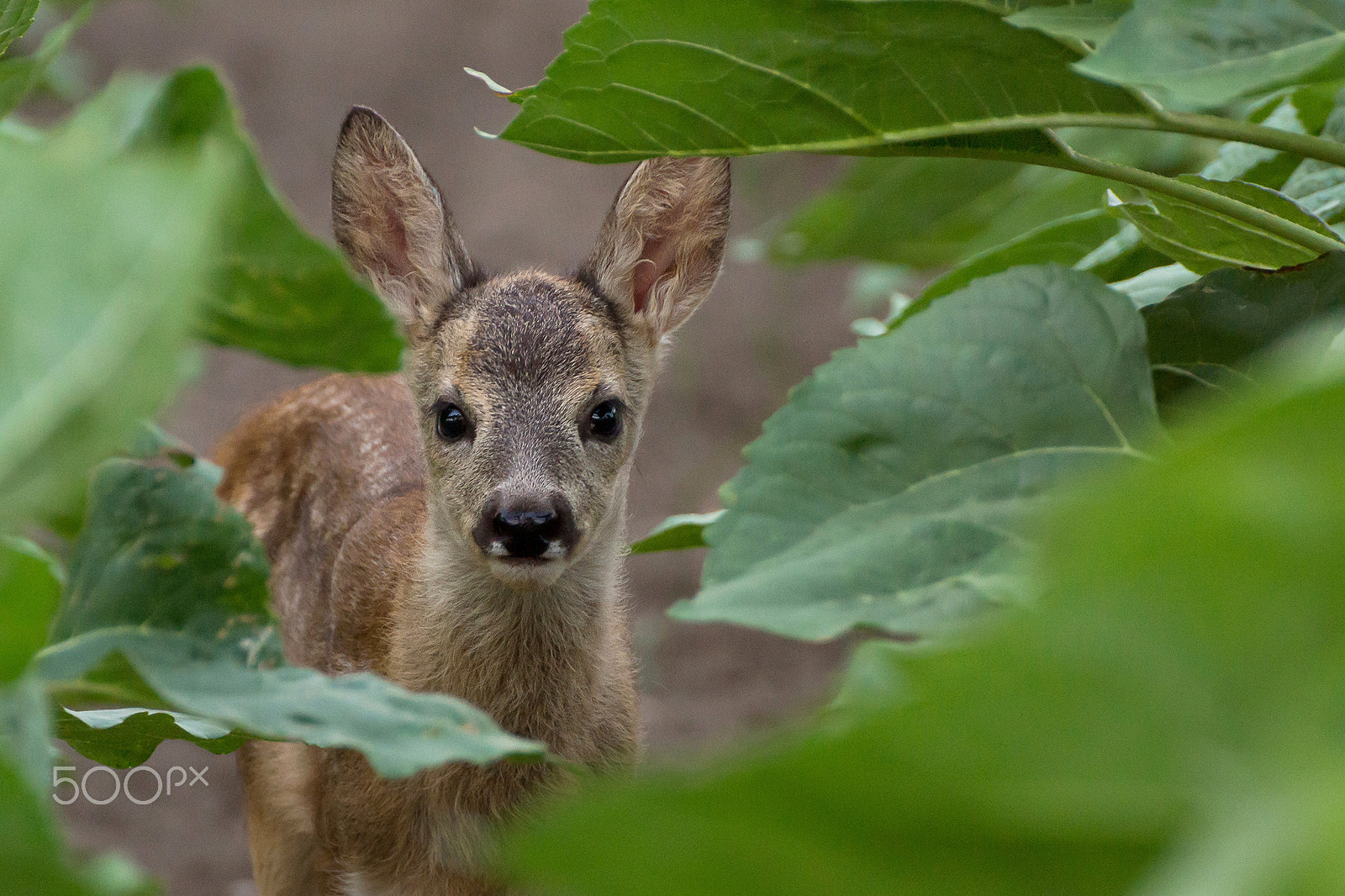 Tamron SP 70-300mm F4-5.6 Di USD sample photo. Curious fawn photography