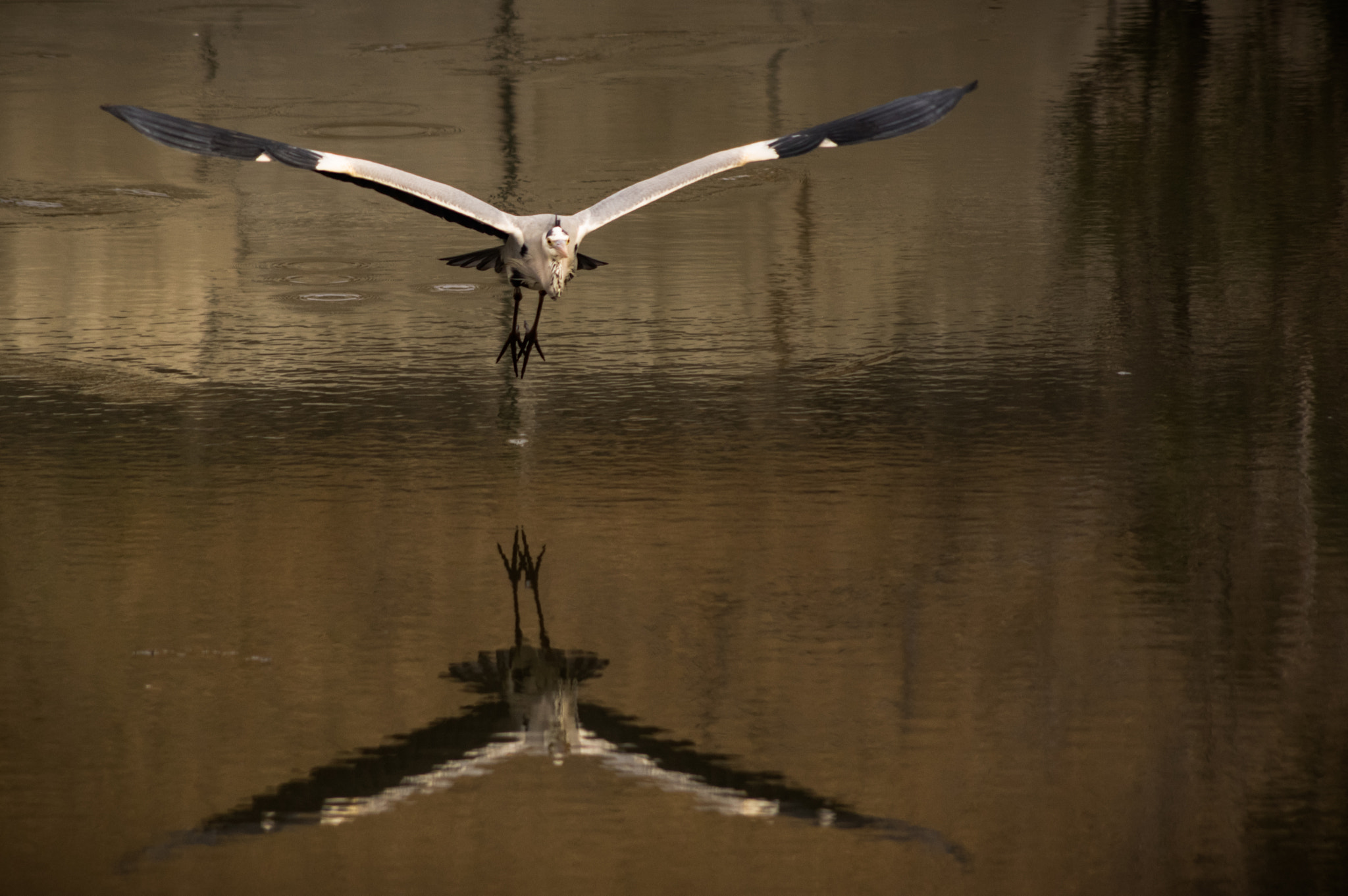 Pentax smc DA 55-300mm F4.0-5.8 ED sample photo. Glide photography