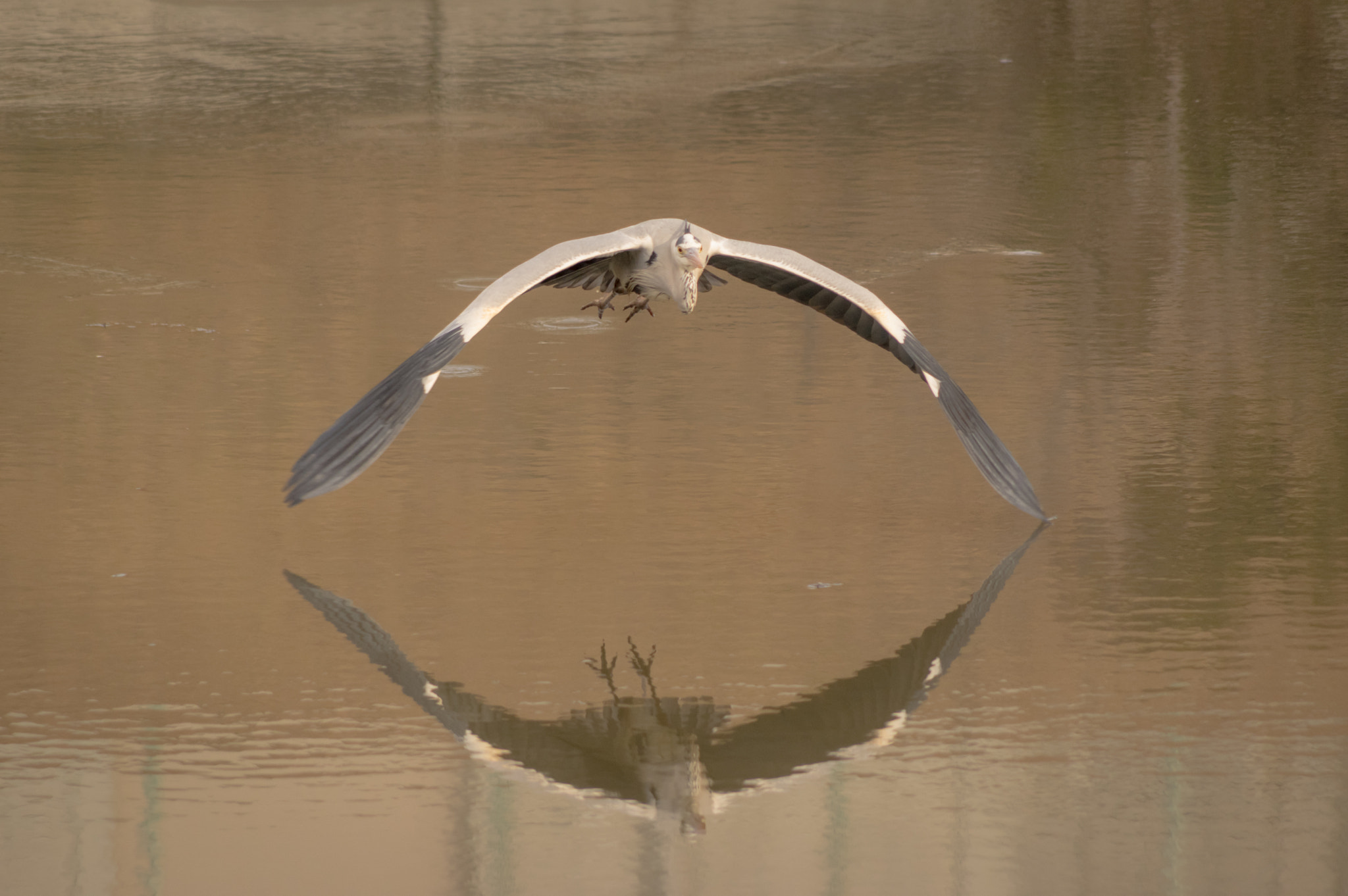 Pentax smc DA 55-300mm F4.0-5.8 ED sample photo. Flap photography
