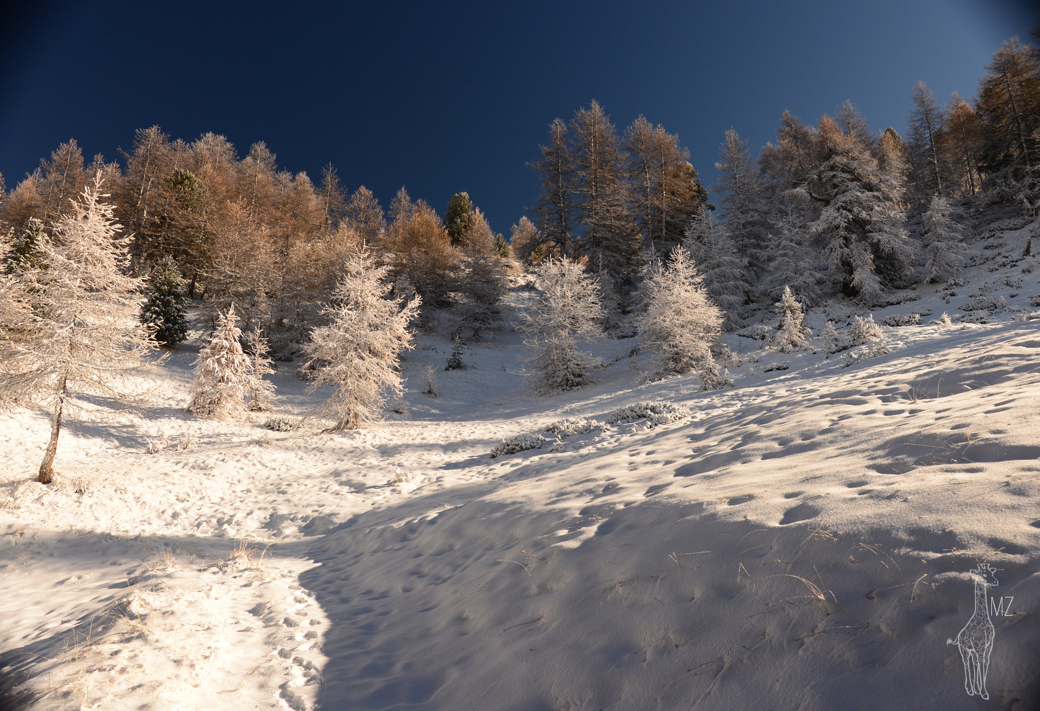 Nikon D600 sample photo. Frost forest photography