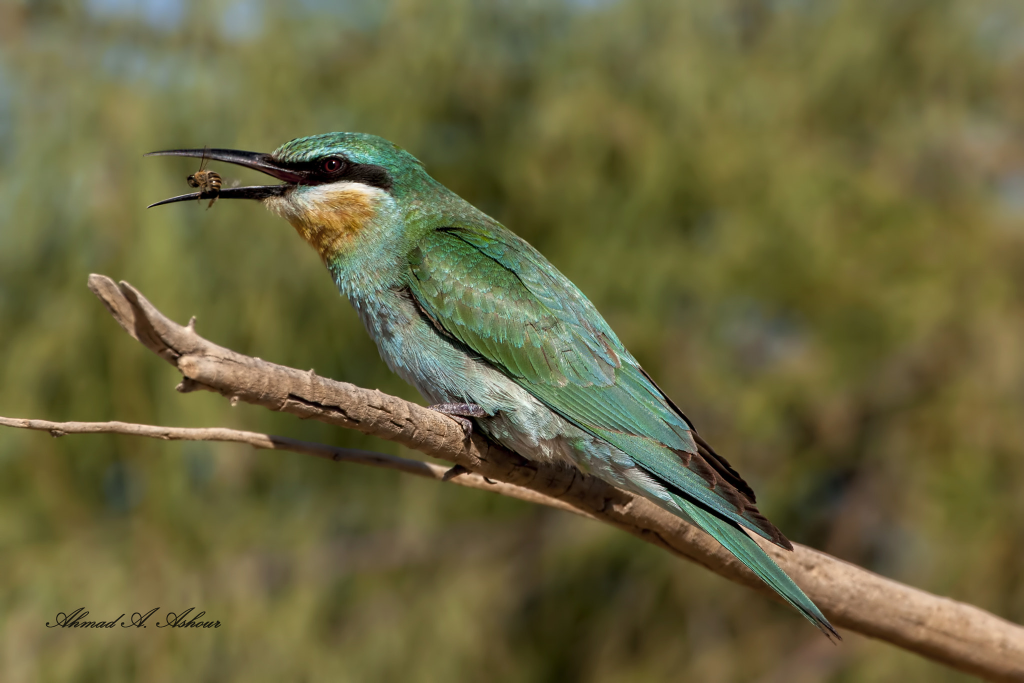 Nikon AF-S Nikkor 200-400mm F4G ED-IF VR sample photo. Green green. photography