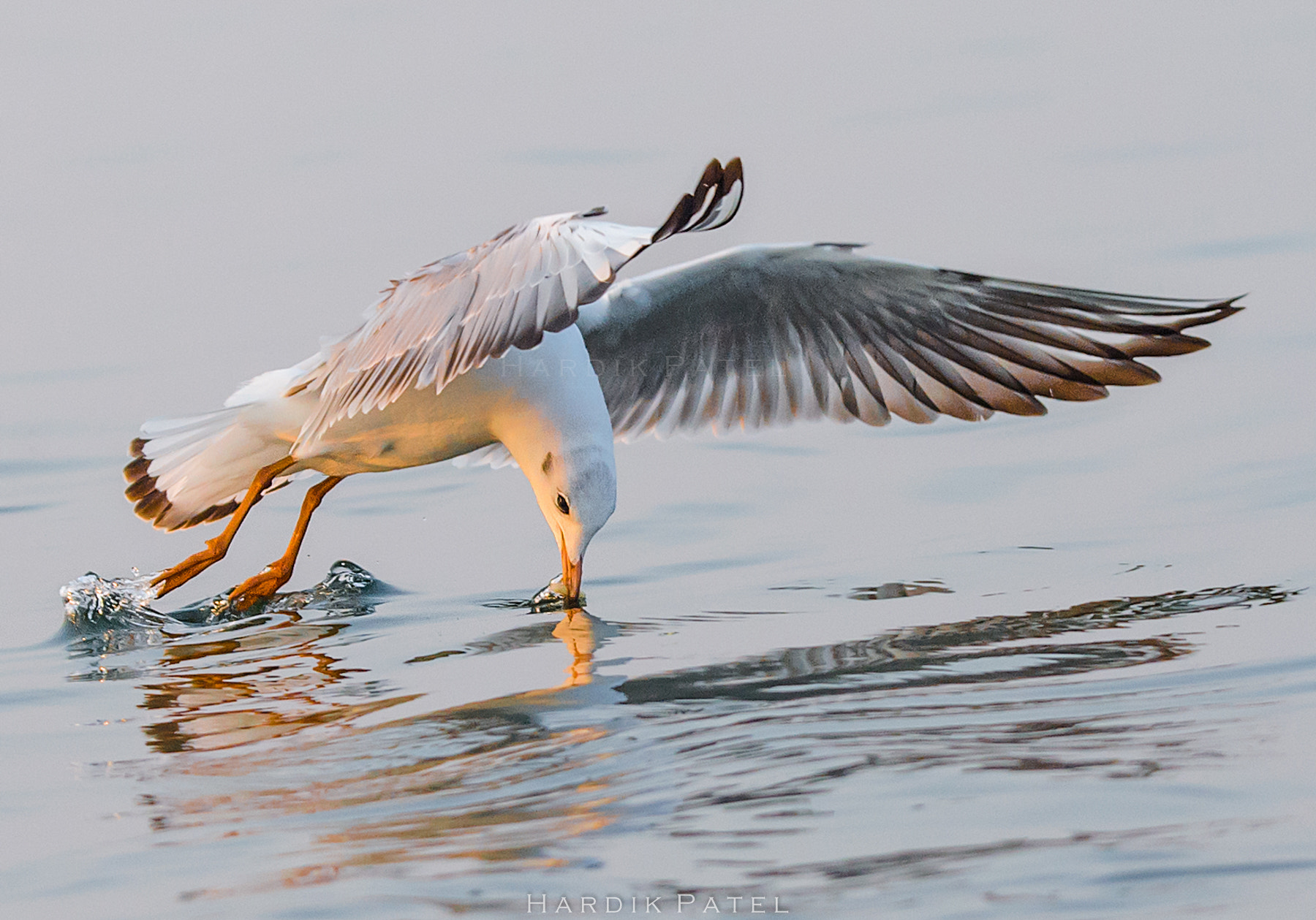 Nikon D4S sample photo. The catch photography