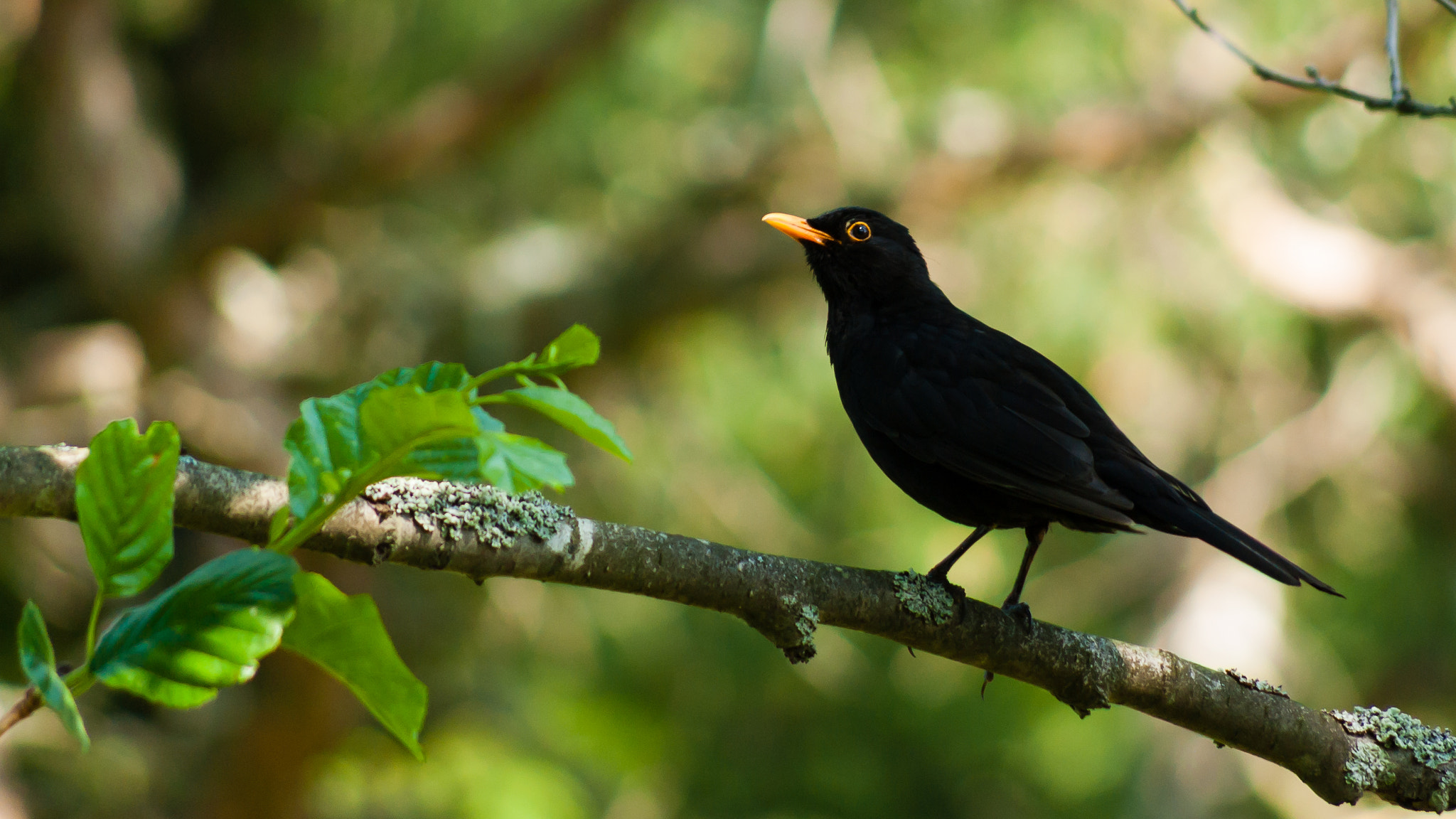 Pentax K10D sample photo. Common blackbird ii photography