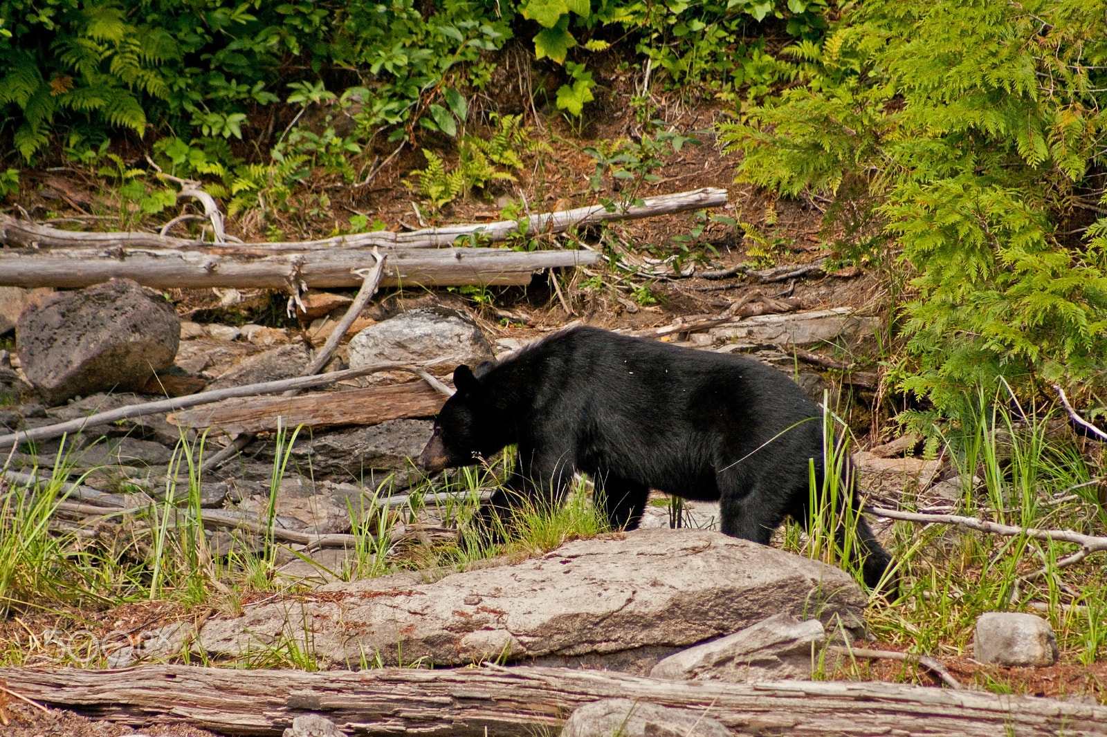 Canon EF 75-300mm f/4-5.6 USM sample photo. Black bear on patrol photography