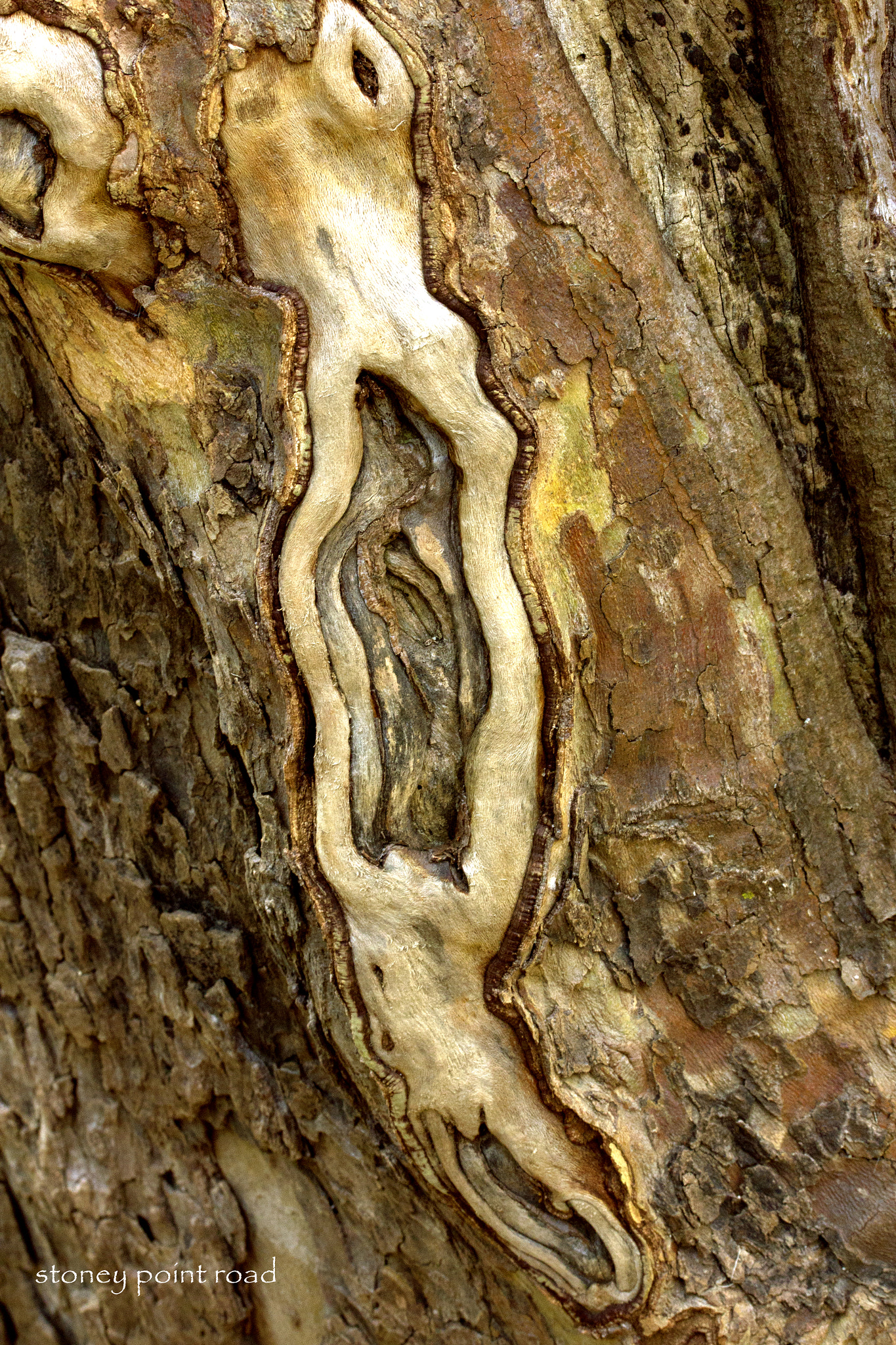 Canon EF-S 60mm F2.8 Macro USM sample photo. Sycamore tree knot photography