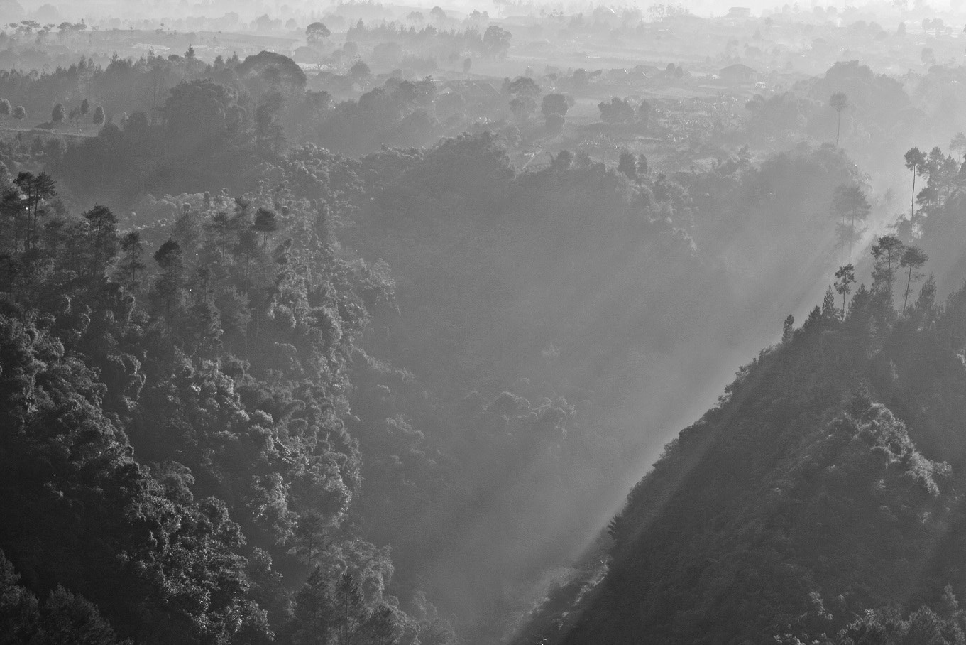 Canon EOS 1000D (EOS Digital Rebel XS / EOS Kiss F) sample photo. Forest light photography