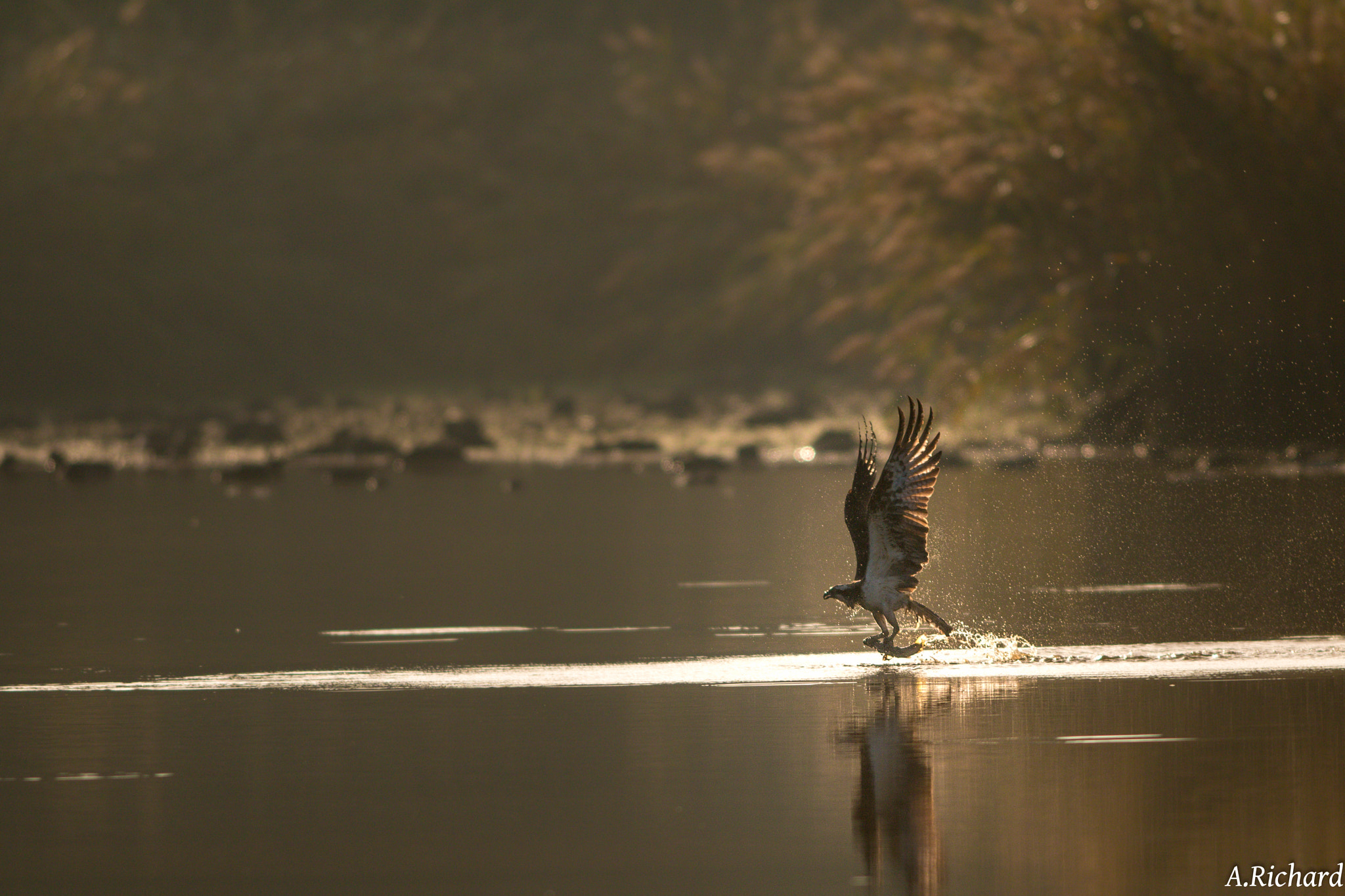 Canon EOS 70D + Canon EF 400mm f/2.8L sample photo. Fishing photography