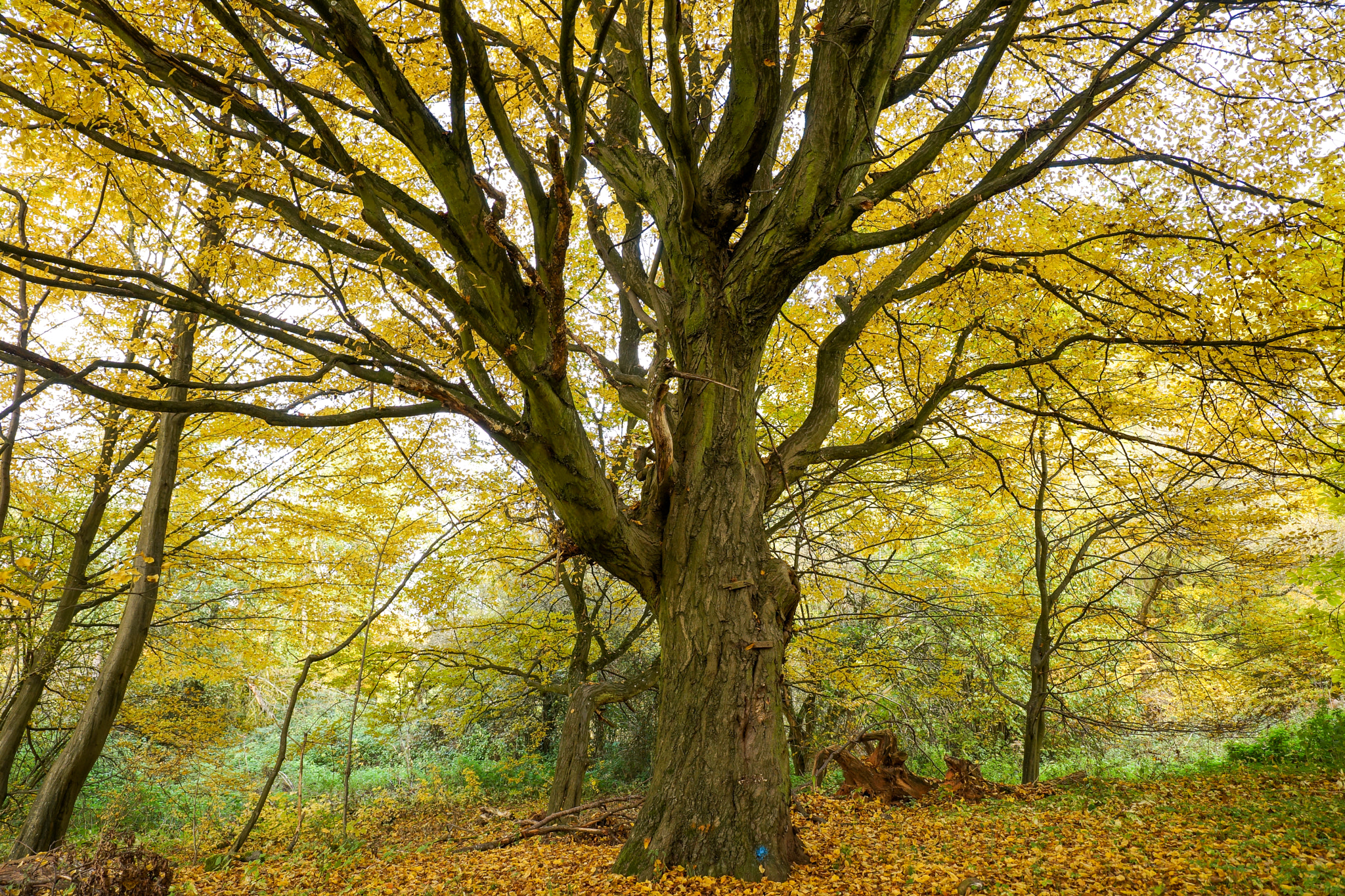 Sony a99 II + 24-70mm F2.8-2.8 SSM sample photo. Only a tree ? photography