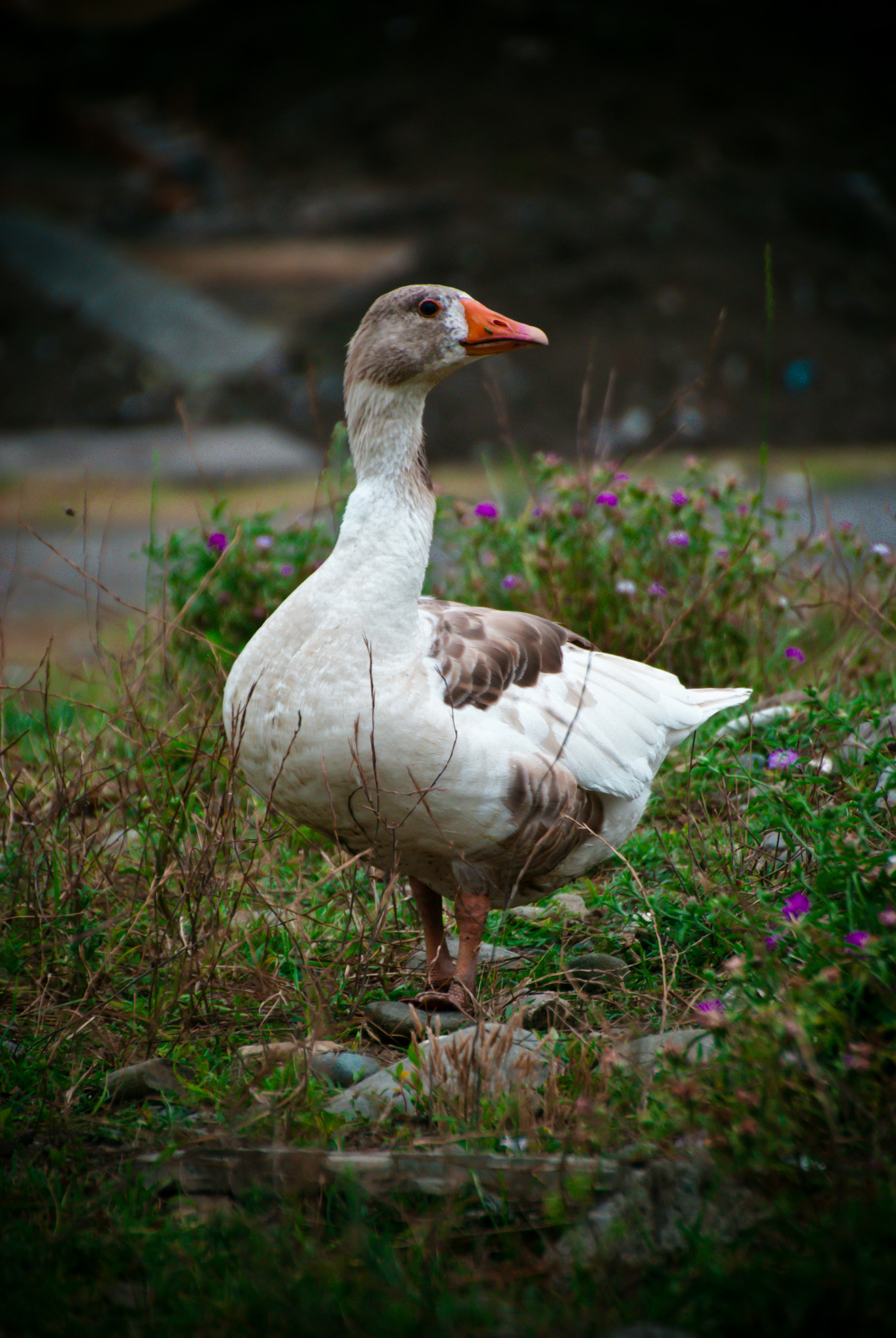 Nikon D60 sample photo. Goose wtf photography