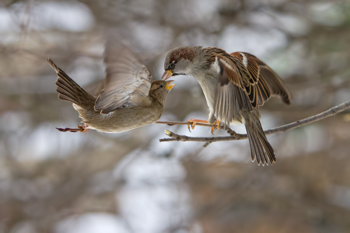 Canon EOS 7D + Canon EF 70-200mm F2.8L IS USM sample photo. Othello photography