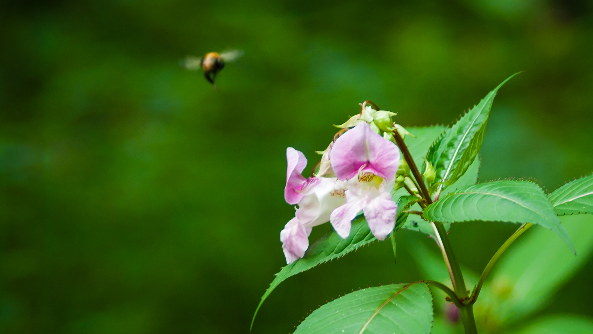 Pentax K10D sample photo. Leaving photography