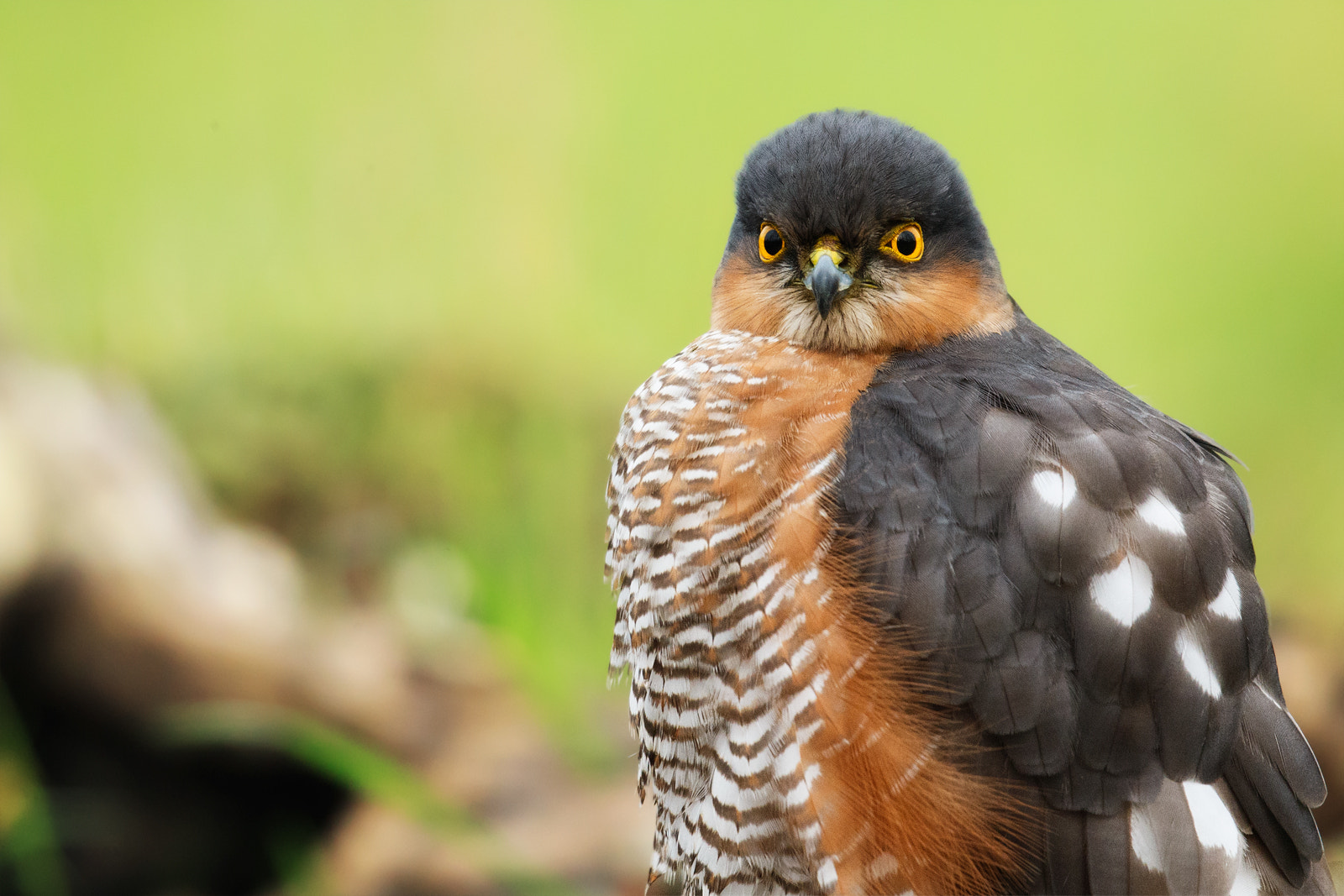 Canon EF 500mm F4L IS II USM sample photo. Ritratto di sparviere maschio. photography