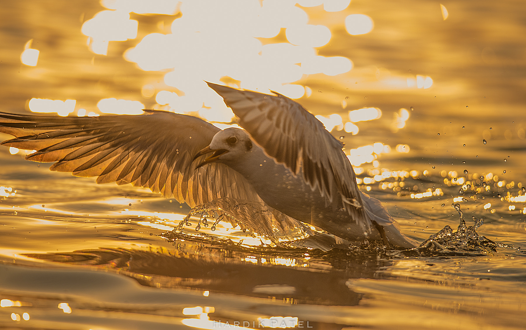 Nikon D4S sample photo. The golden flight photography