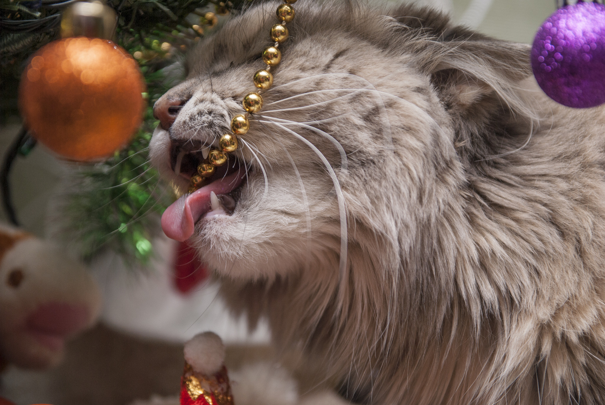 Sigma 17-70mm F2.8-4 DC Macro OS HSM sample photo. Cat photography