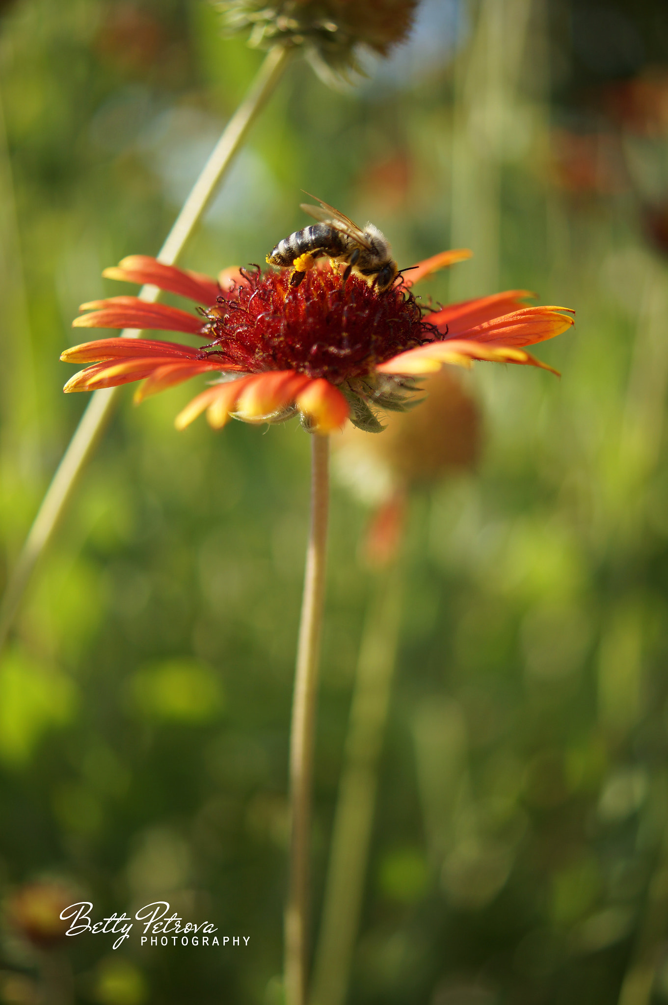 Sony SLT-A37 + Sony DT 30mm F2.8 Macro SAM sample photo. Bee photography