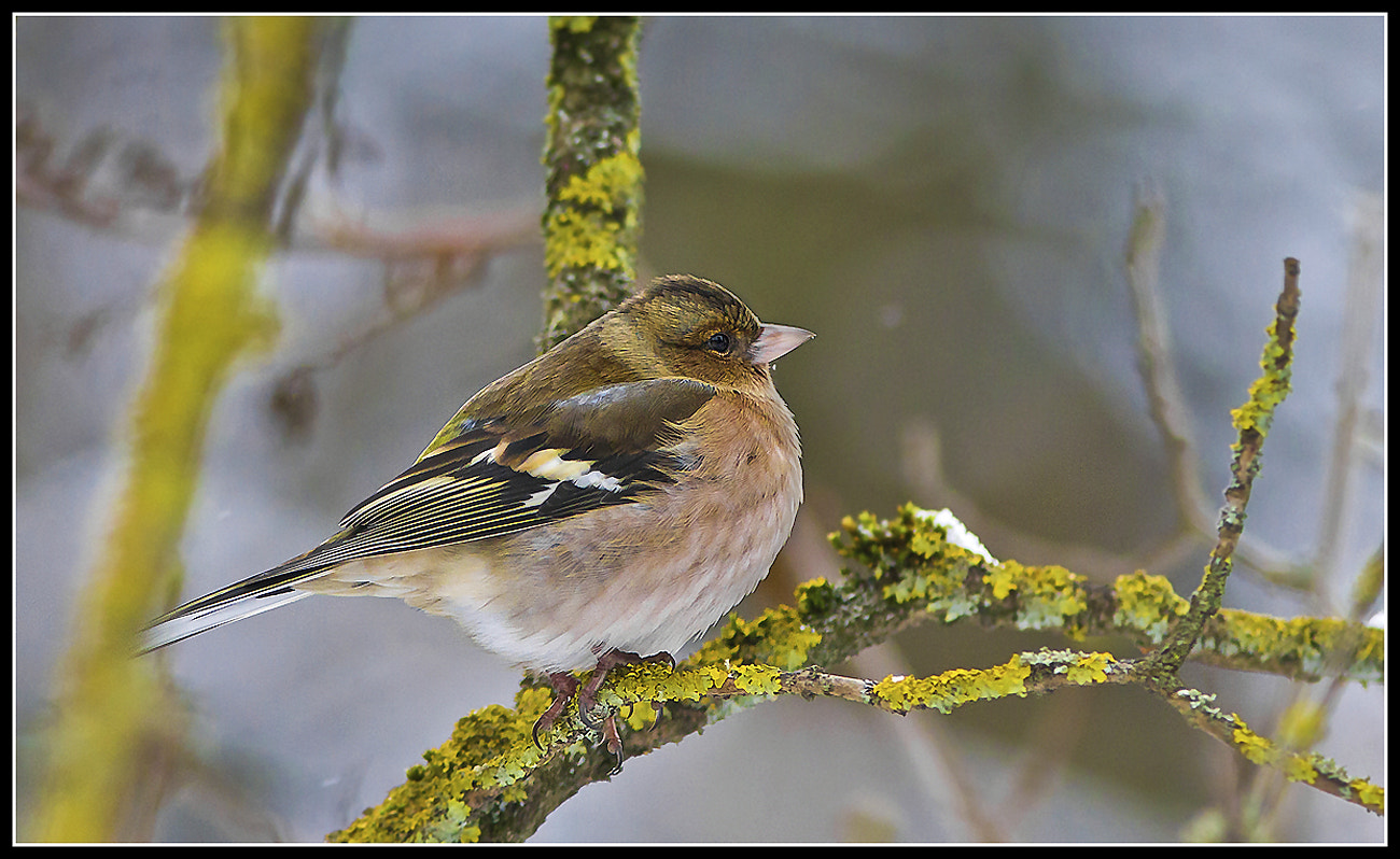 Canon EOS 1100D (EOS Rebel T3 / EOS Kiss X50) + Canon EF 300mm F4L IS USM sample photo. Chaffinch in winter photography