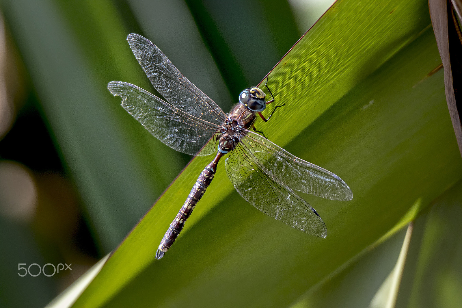 Canon EOS 7D Mark II + Tamron SP 150-600mm F5-6.3 Di VC USD sample photo. Dragonfly photography