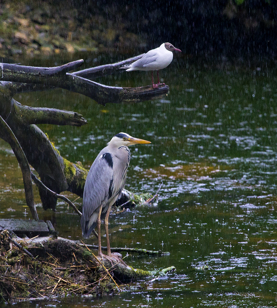Canon EOS 1100D (EOS Rebel T3 / EOS Kiss X50) + Canon EF 100-400mm F4.5-5.6L IS USM sample photo. Grey heron and black-heded gull in rain. photography
