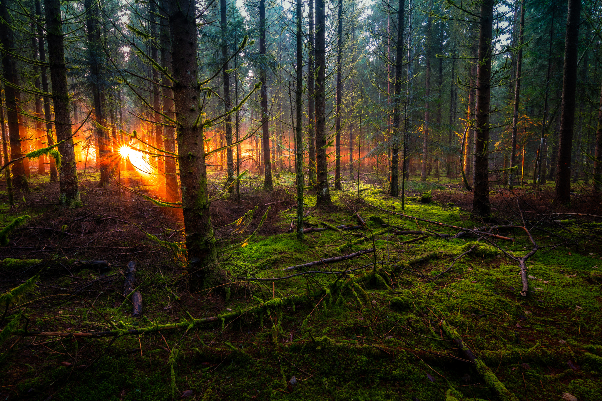 Nikon D5300 + Tokina AT-X 12-28mm F4 Pro DX sample photo. Burning sunset in the black forest photography