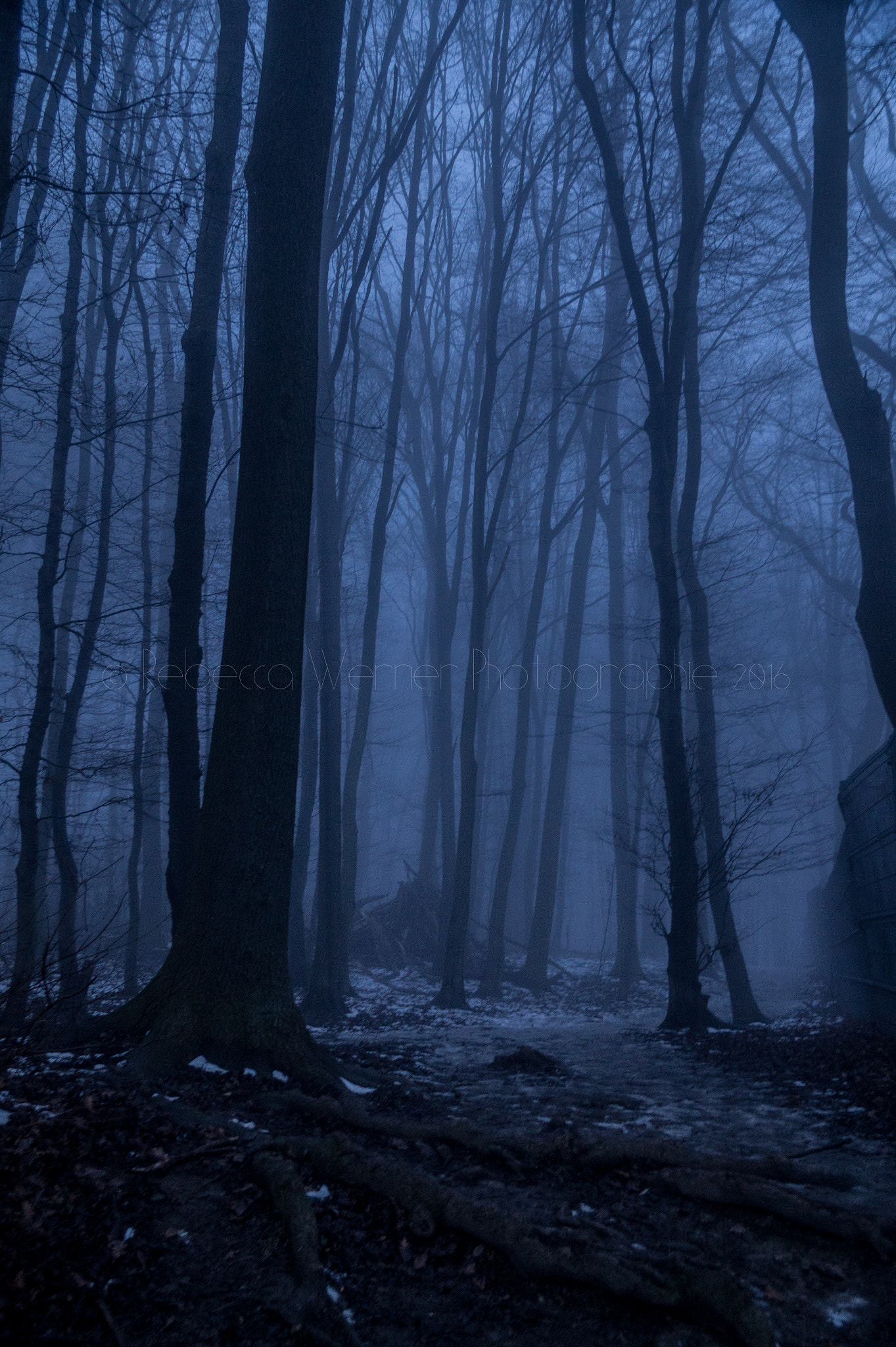 Sony DT 16-105mm F3.5-5.6 sample photo. Fog in the woods photography