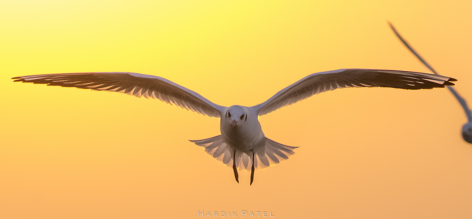 Nikon D4S sample photo. Flight in golden sky photography